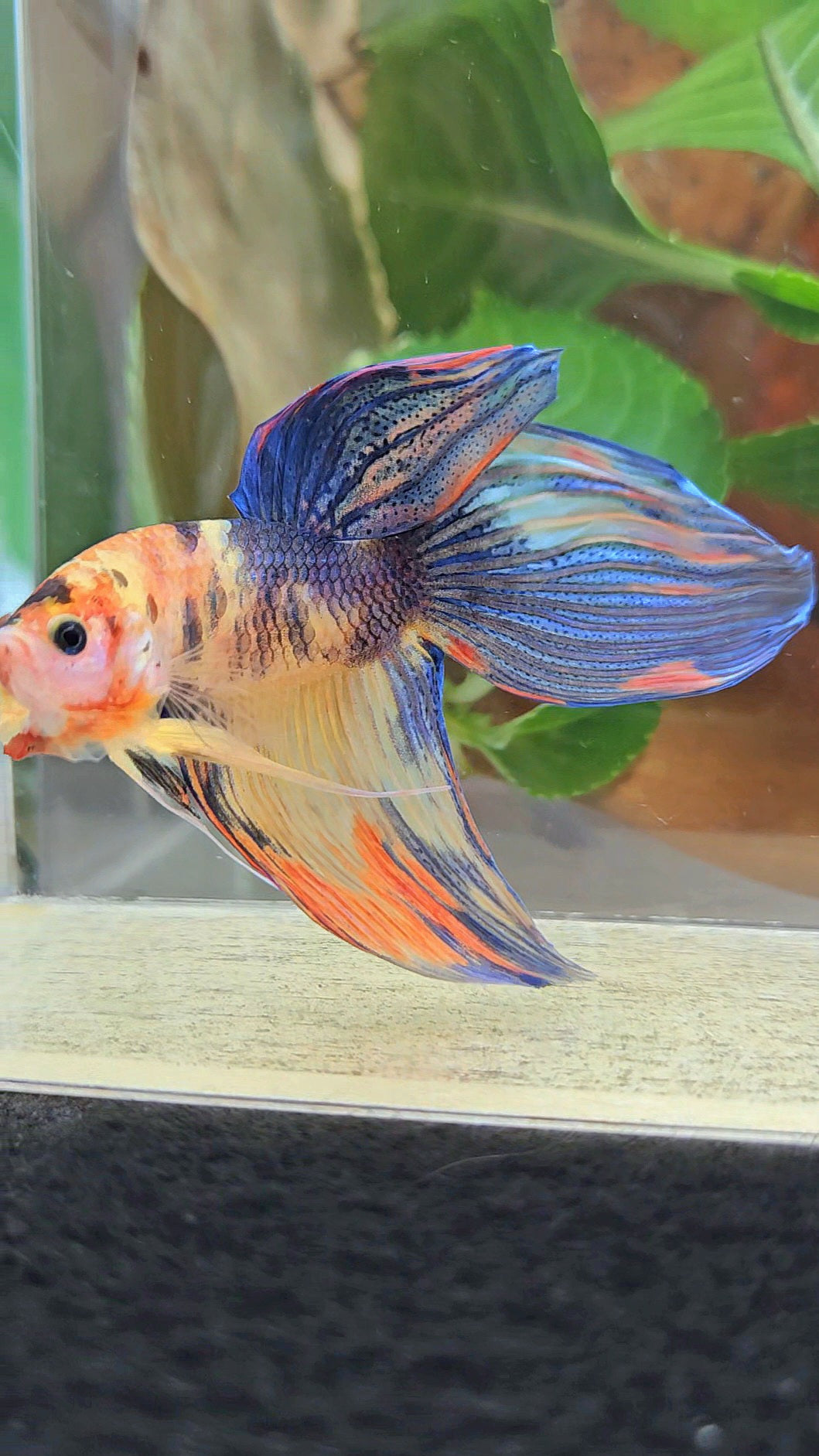 VEILTAIL YELLOW ORANGE MULTICOLOR BETTA FISH