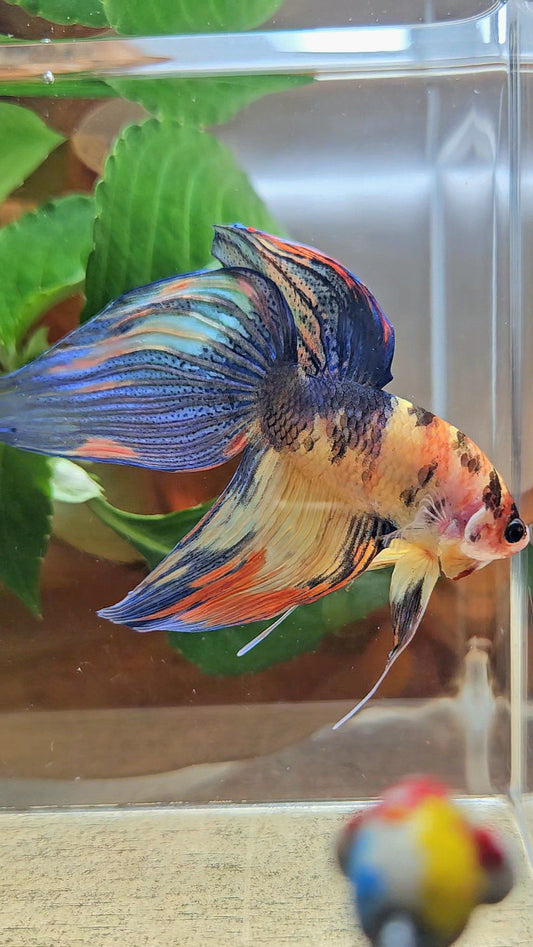 VEILTAIL YELLOW ORANGE MULTICOLOR BETTA FISH