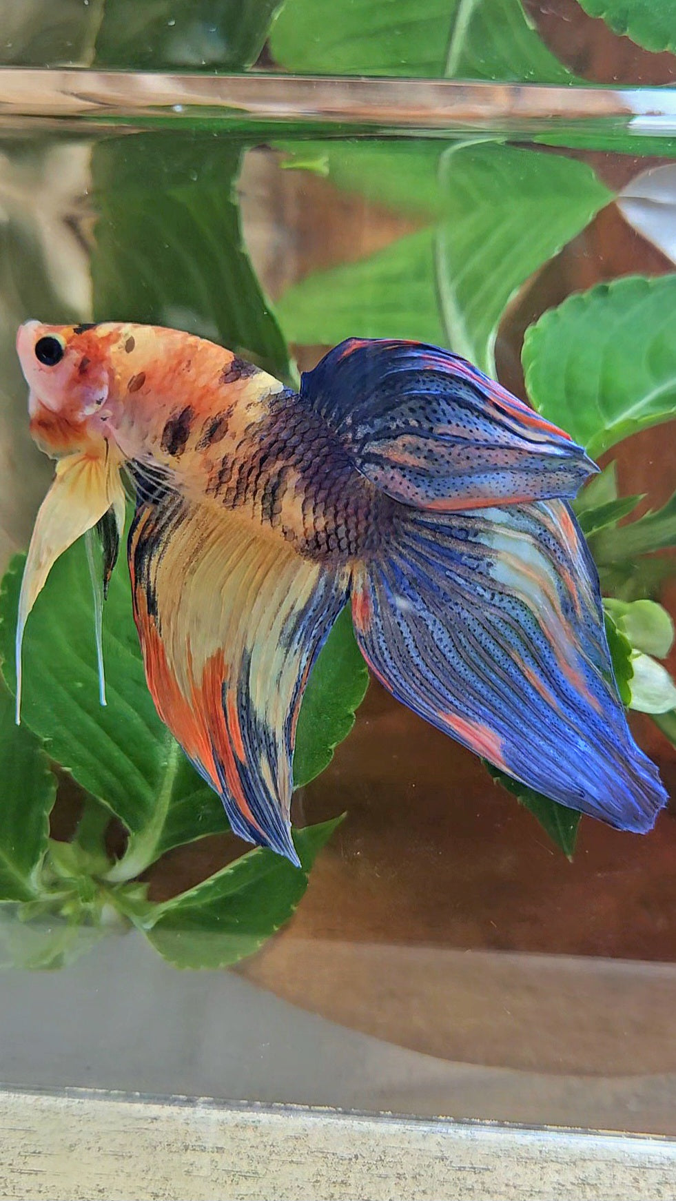 VEILTAIL YELLOW ORANGE MULTICOLOR BETTA FISH