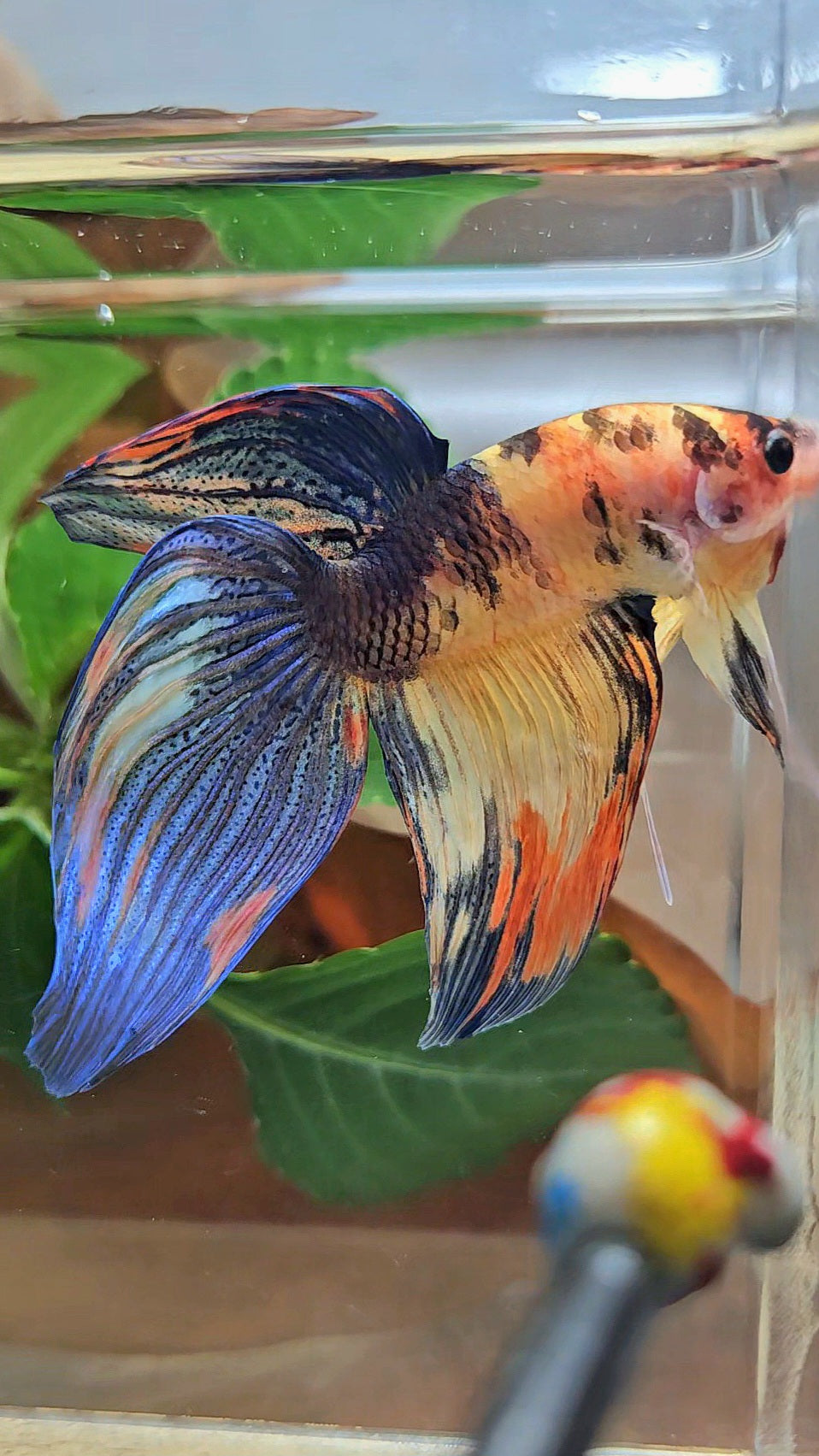 VEILTAIL YELLOW ORANGE MULTICOLOR BETTA FISH