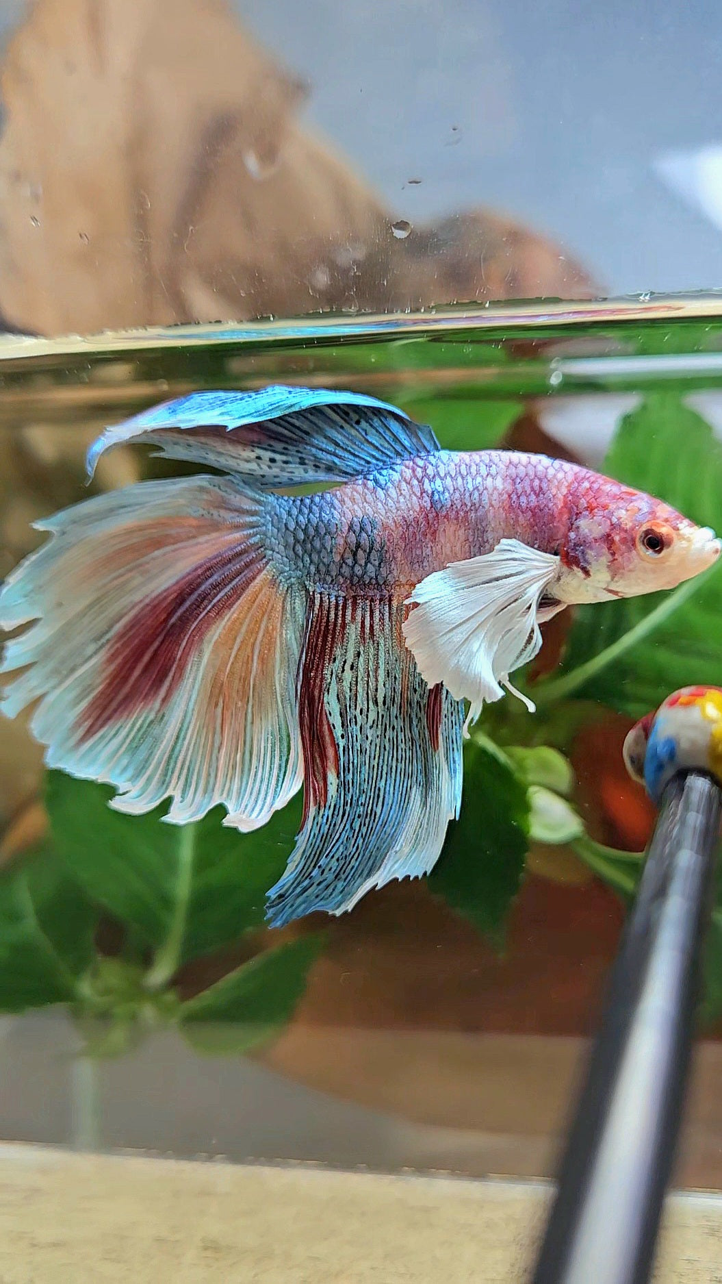 HALFMOON DUMBO EAR METALLIC FANCY MULTICOLOR BETTA FISH