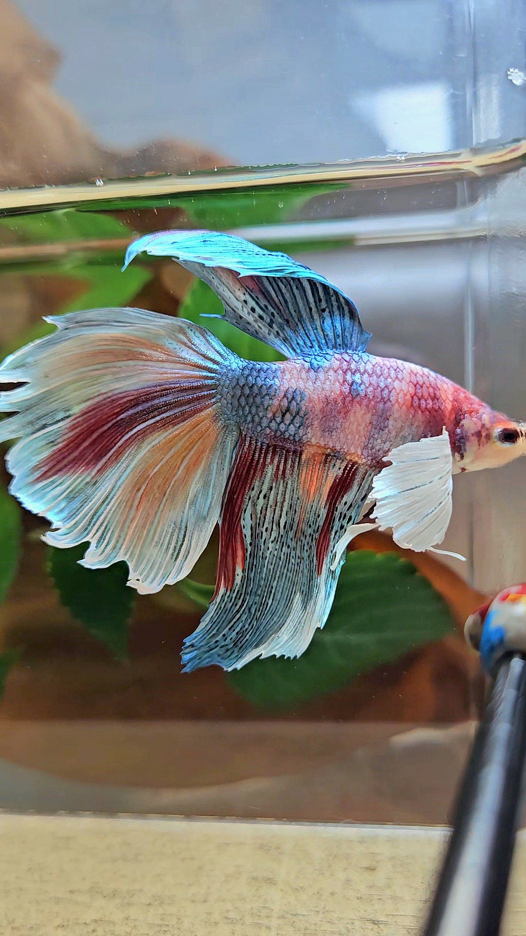 HALFMOON DUMBO EAR METALLIC FANCY MULTICOLOR BETTA FISH