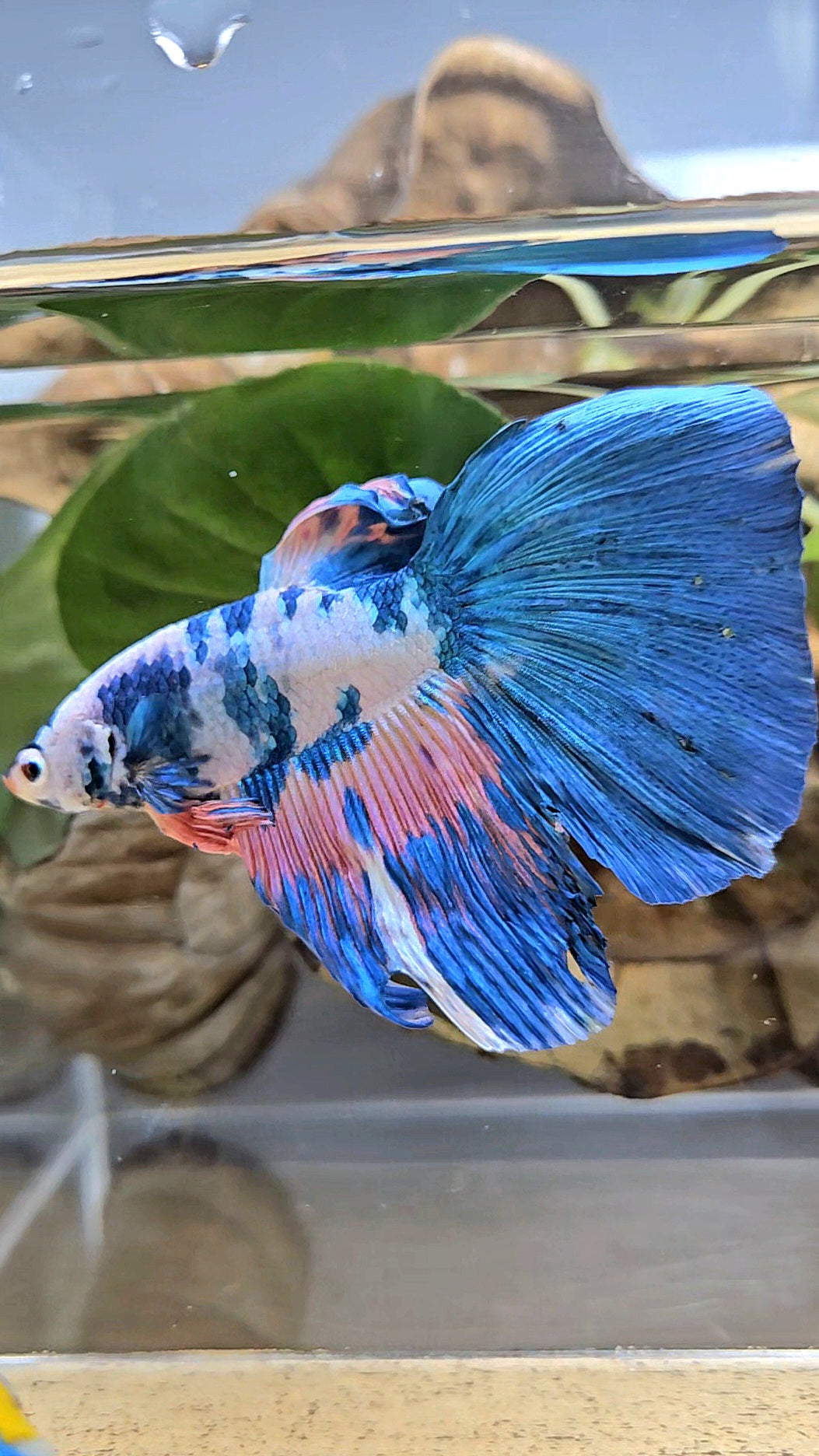 GIANT HALFMOON TOTAL 8CM+ BLUE PINK FLAMINGGO MARBLE BETTA FISH