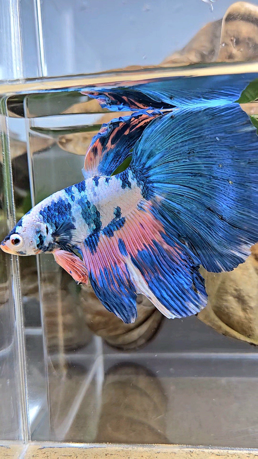 GIANT HALFMOON TOTAL 8CM+ BLUE PINK FLAMINGGO MARBLE BETTA FISH