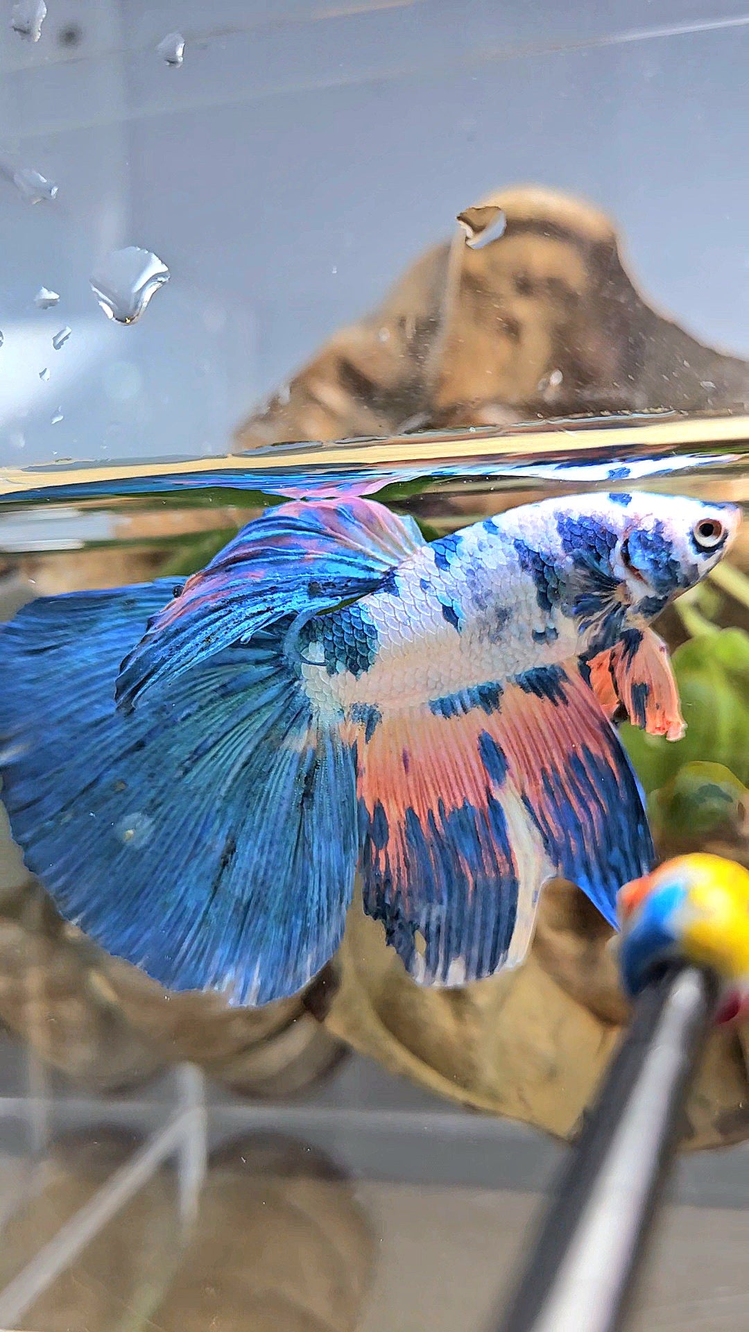 GIANT HALFMOON TOTAL 8CM+ BLUE PINK FLAMINGGO MARBLE BETTA FISH