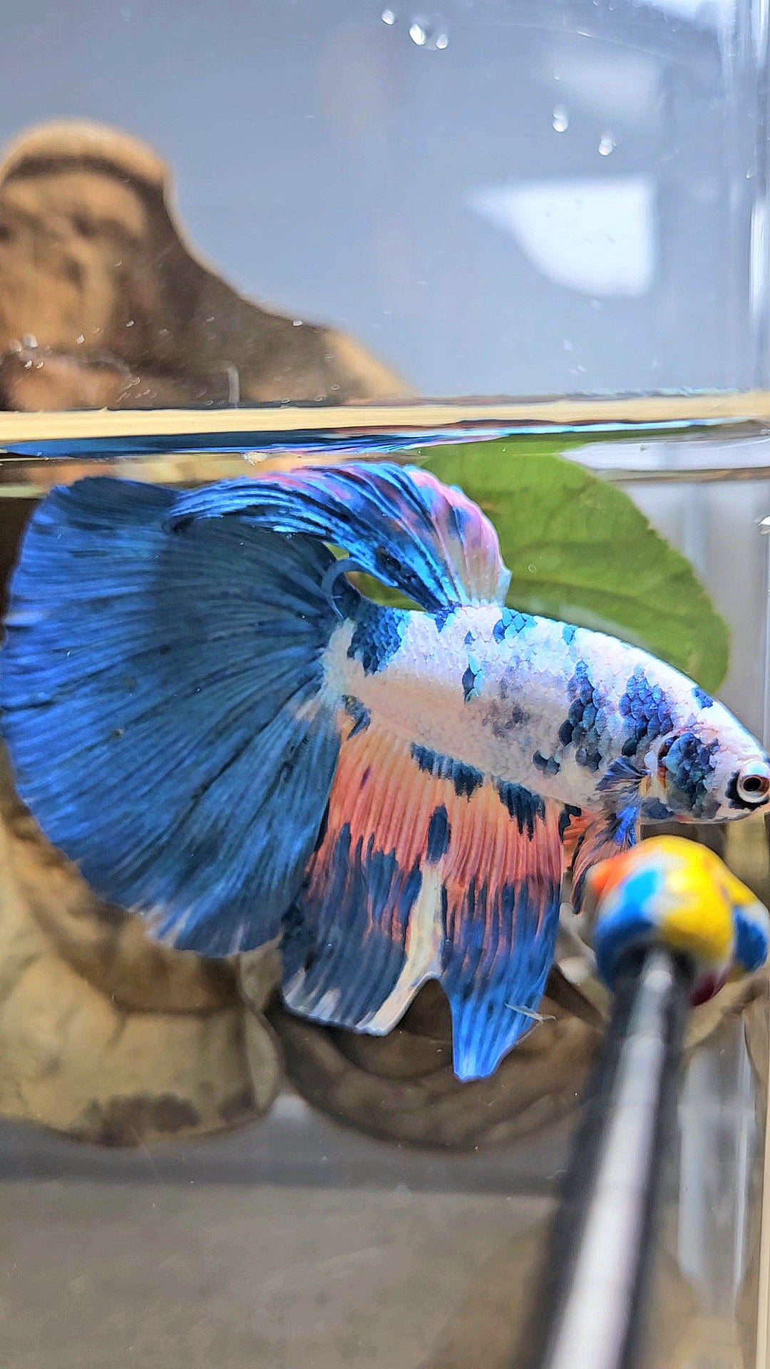 GIANT HALFMOON TOTAL 8CM+ BLUE PINK FLAMINGGO MARBLE BETTA FISH