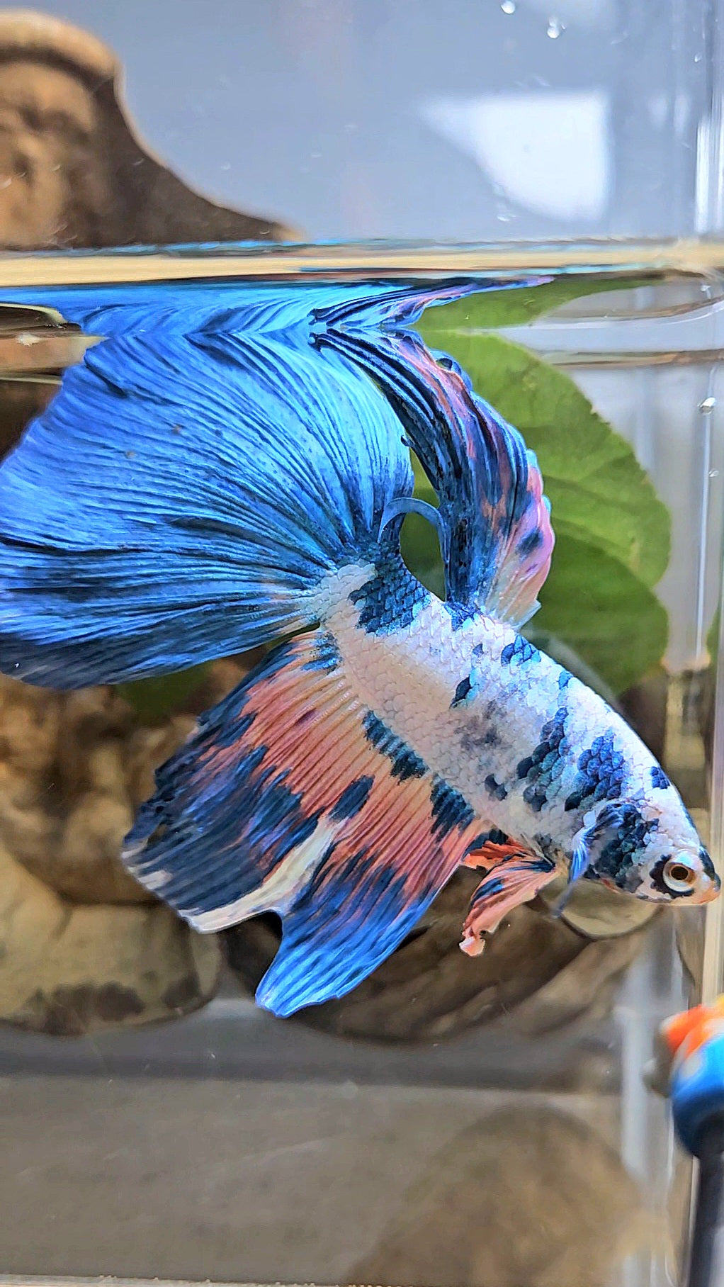 GIANT HALFMOON TOTAL 8CM+ BLUE PINK FLAMINGGO MARBLE BETTA FISH
