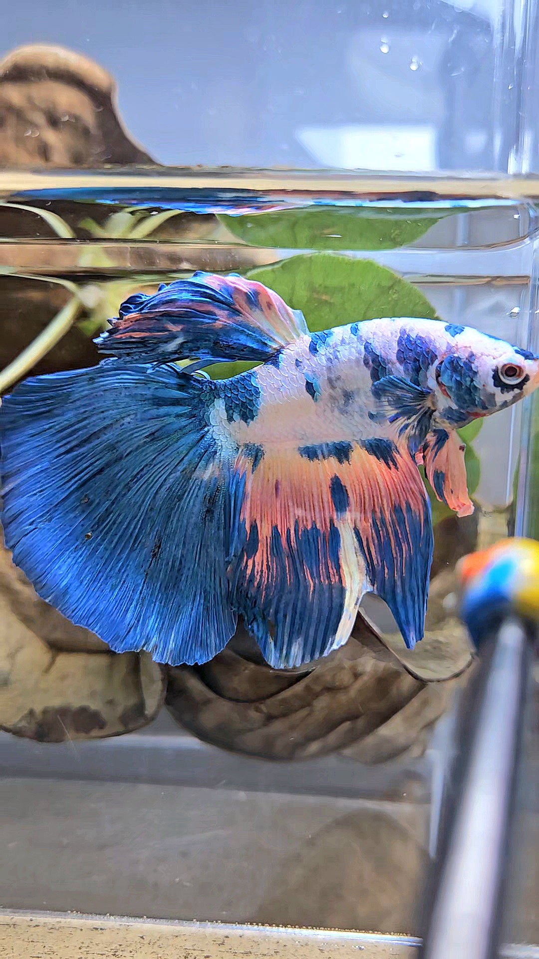 GIANT HALFMOON TOTAL 8CM+ BLUE PINK FLAMINGGO MARBLE BETTA FISH