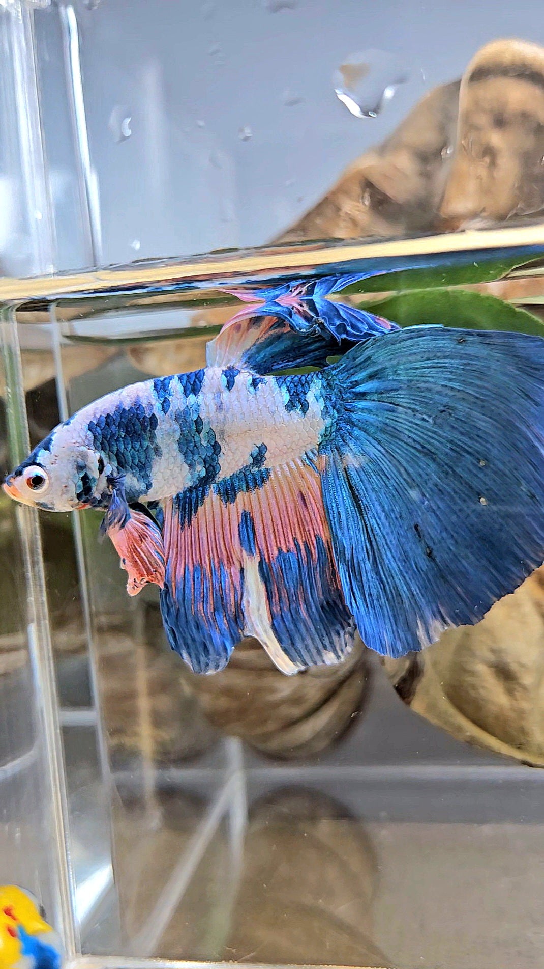 GIANT HALFMOON TOTAL 8CM+ BLUE PINK FLAMINGGO MARBLE BETTA FISH