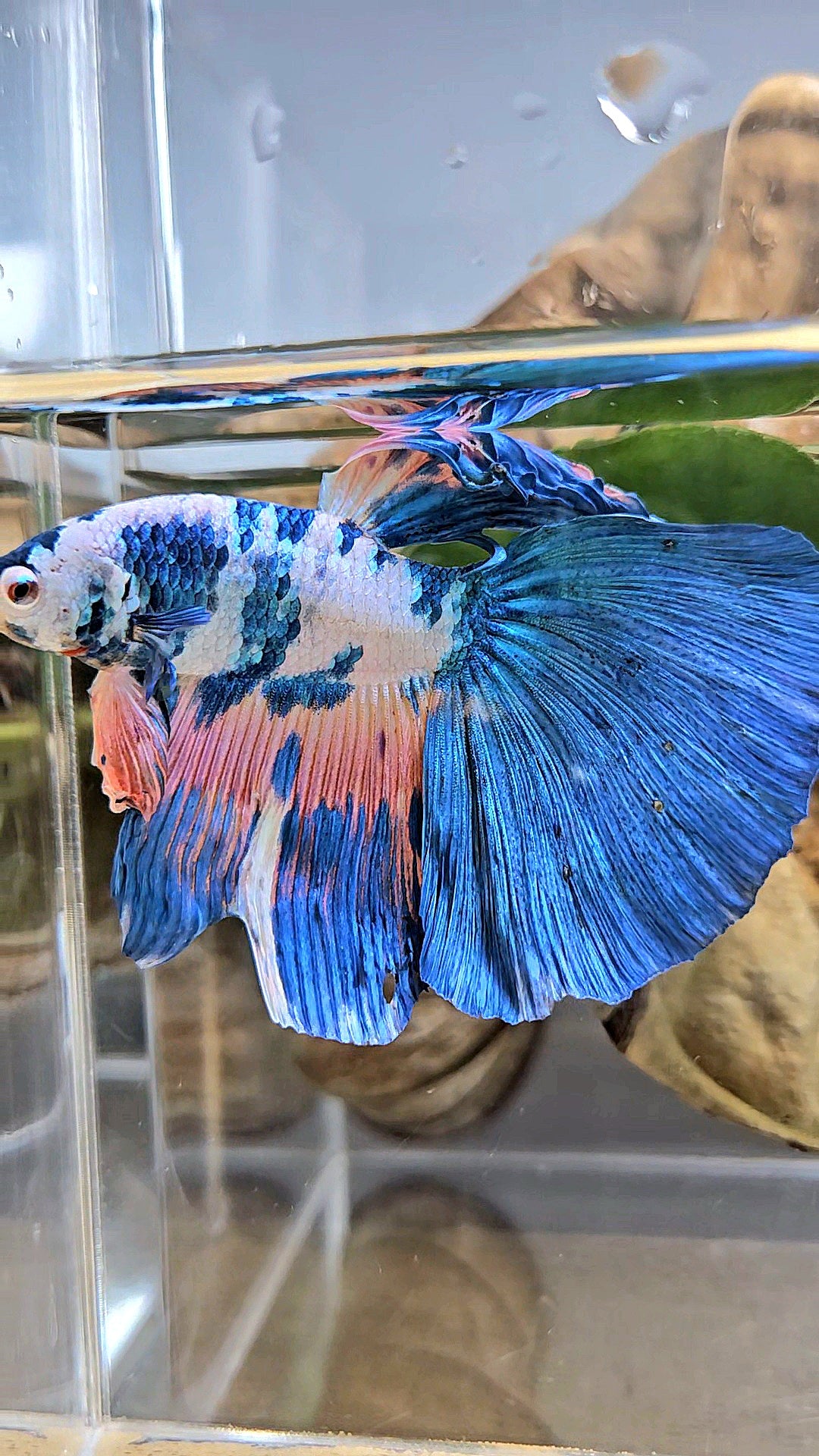 GIANT HALFMOON TOTAL 8CM+ BLUE PINK FLAMINGGO MARBLE BETTA FISH