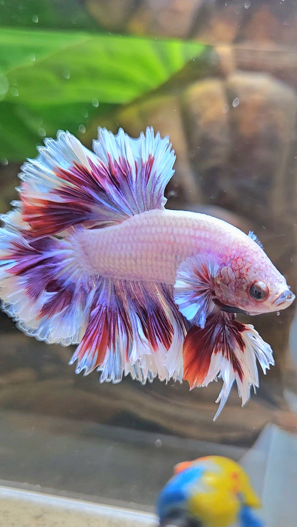 KING FEATHER TAIL HALFMOON PURPLE BUTTERFLY BETTA FISH