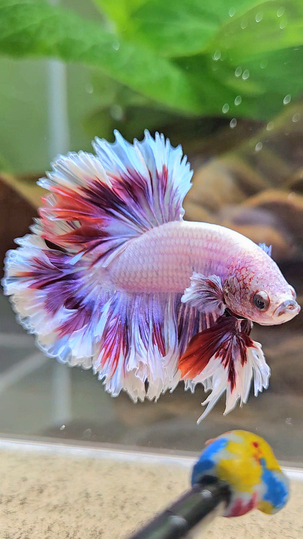 KING FEATHER TAIL HALFMOON PURPLE BUTTERFLY BETTA FISH