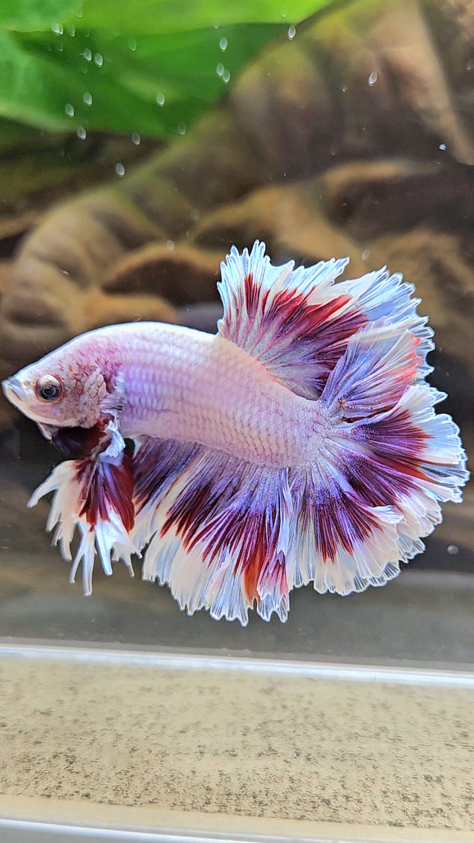 KING FEATHER TAIL HALFMOON PURPLE BUTTERFLY BETTA FISH