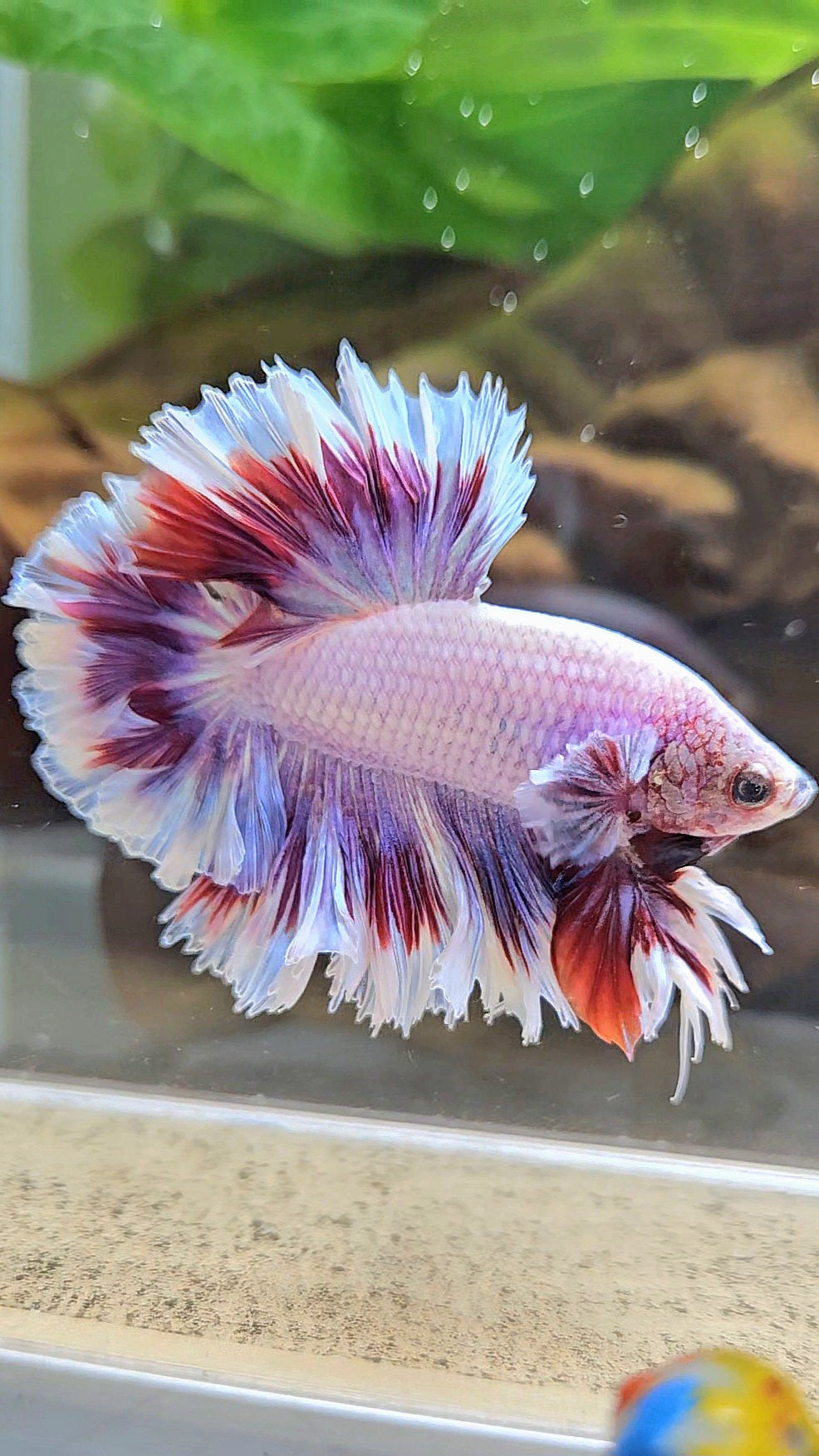 KING FEATHER TAIL HALFMOON PURPLE BUTTERFLY BETTA FISH