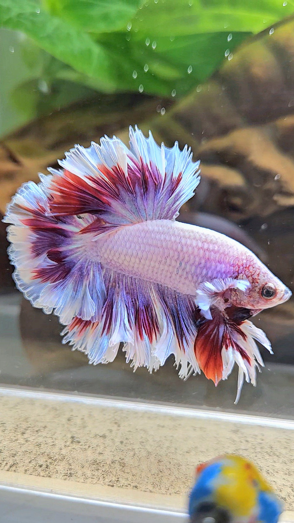 KING FEATHER TAIL HALFMOON PURPLE BUTTERFLY BETTA FISH
