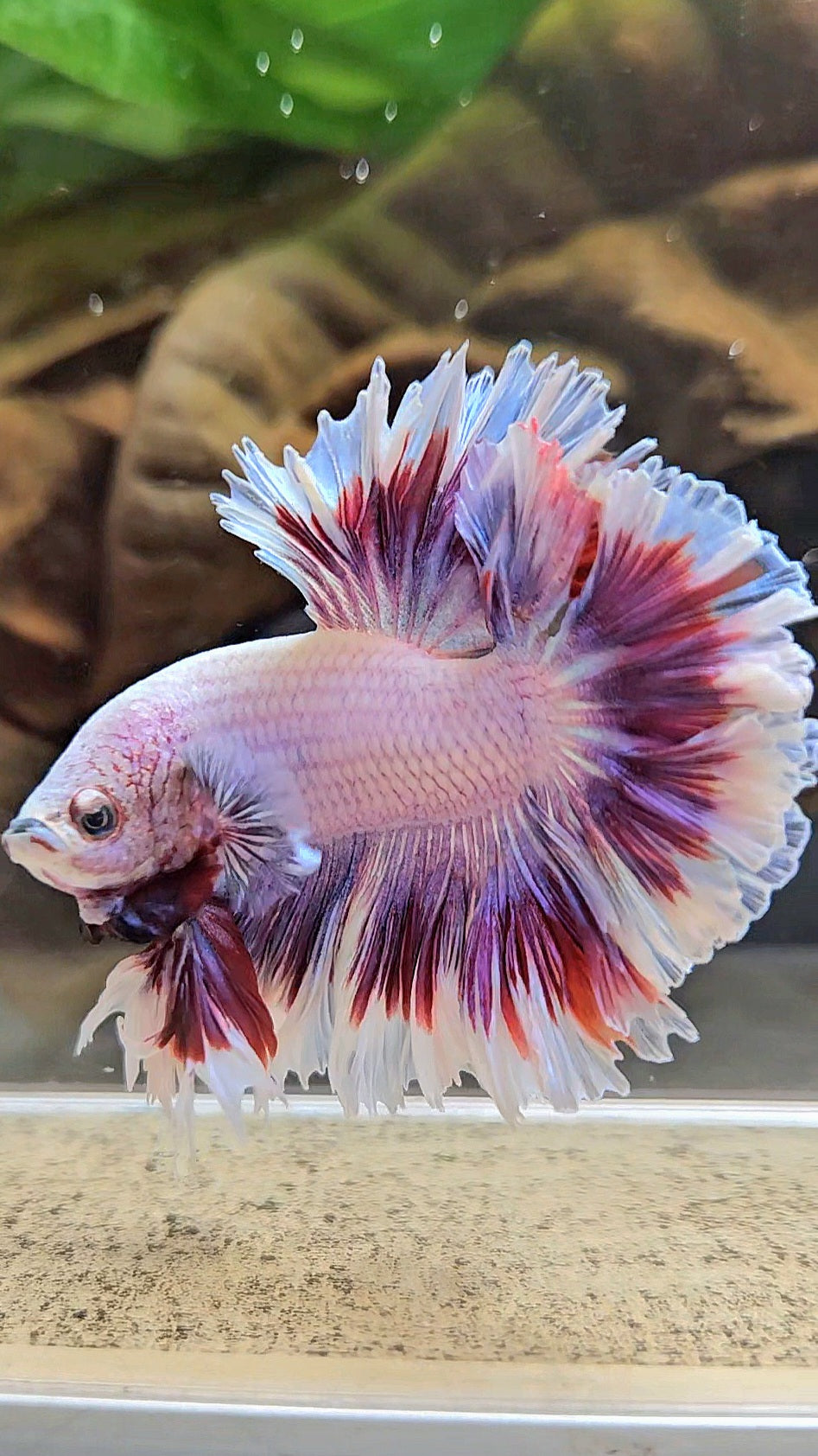 KING FEATHER TAIL HALFMOON PURPLE BUTTERFLY BETTA FISH