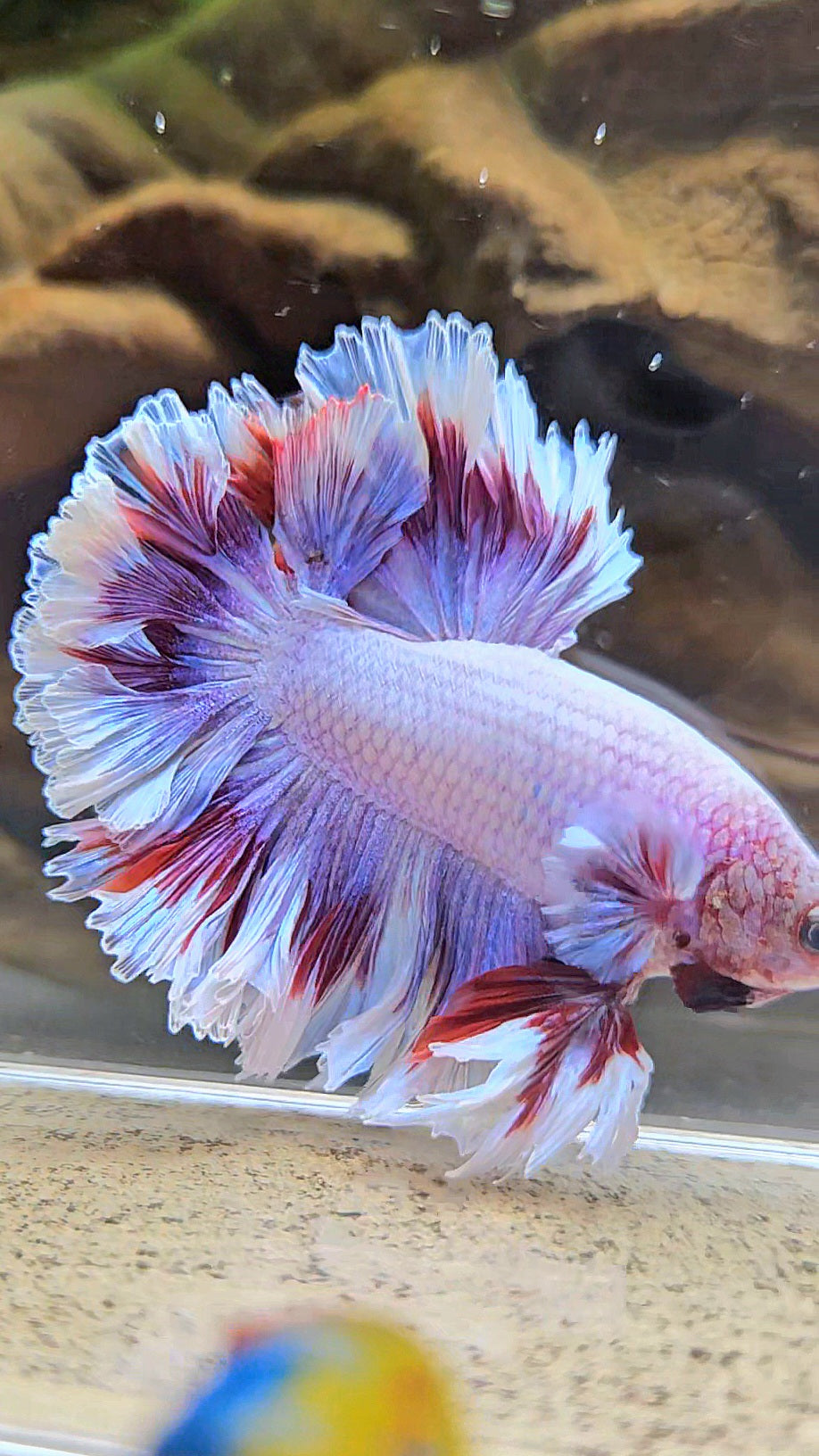 KING FEATHER TAIL HALFMOON PURPLE BUTTERFLY BETTA FISH