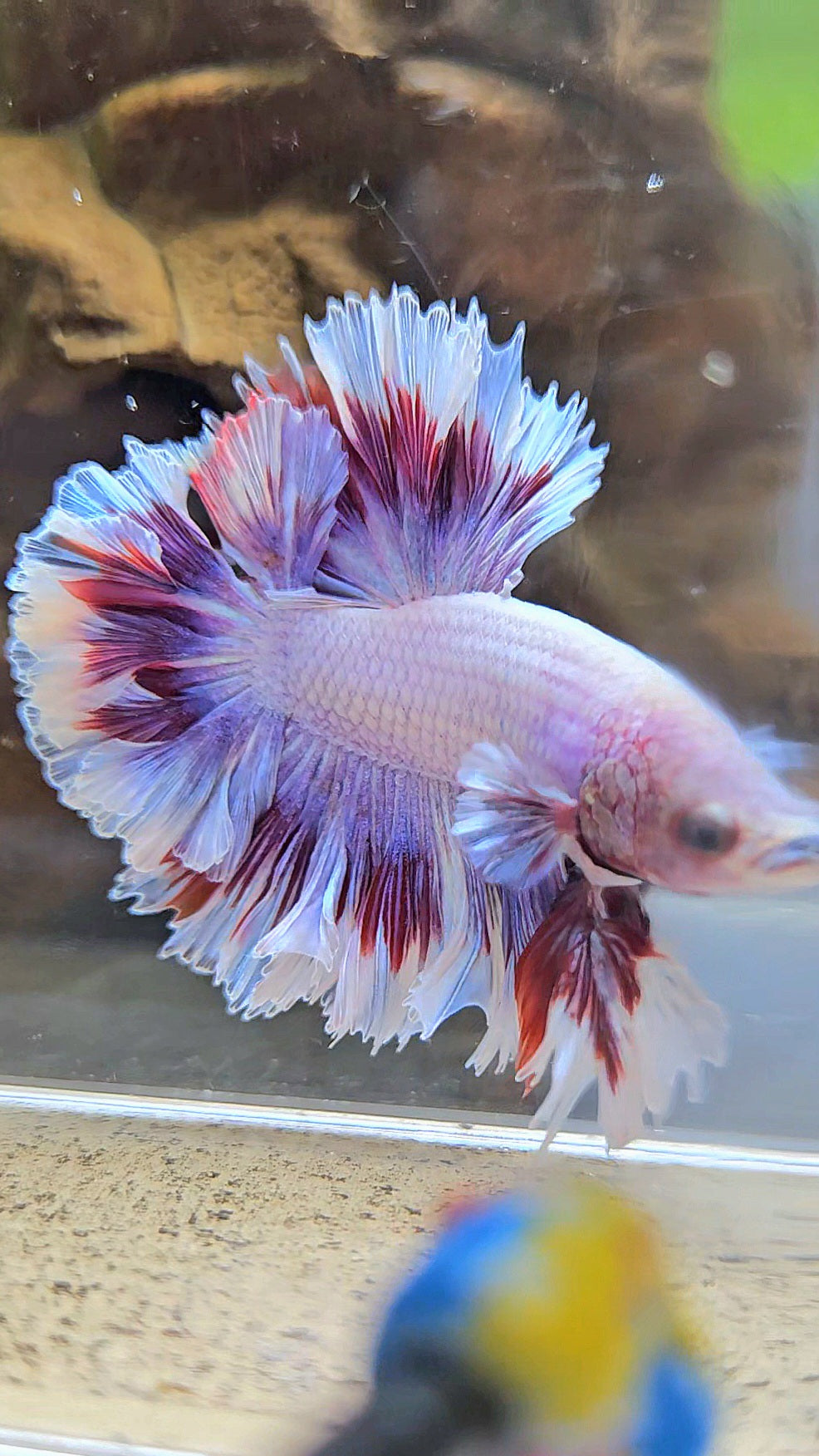 KING FEATHER TAIL HALFMOON PURPLE BUTTERFLY BETTA FISH