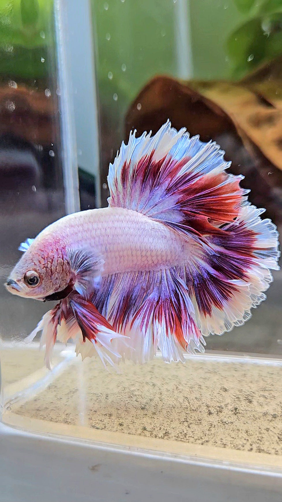 KING FEATHER TAIL HALFMOON PURPLE BUTTERFLY BETTA FISH