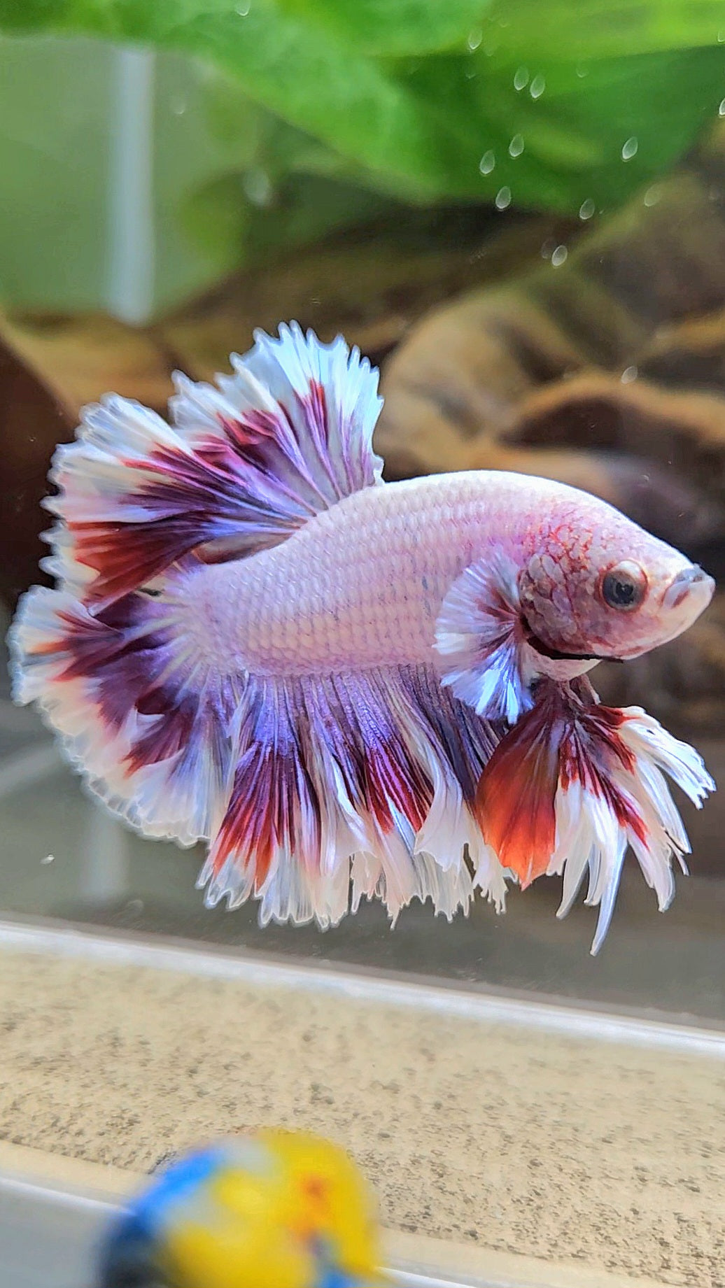 KING FEATHER TAIL HALFMOON PURPLE BUTTERFLY BETTA FISH