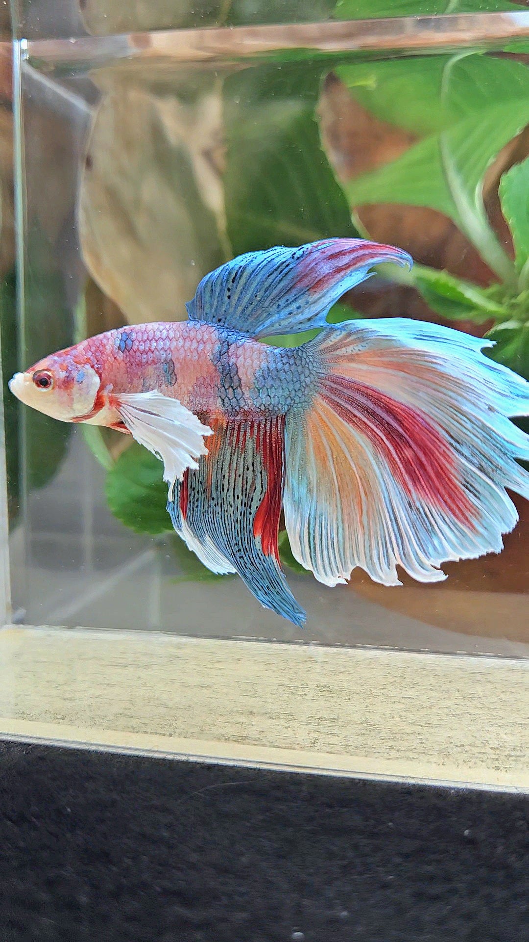 HALFMOON DUMBO EAR METALLIC FANCY MULTICOLOR BETTA FISH