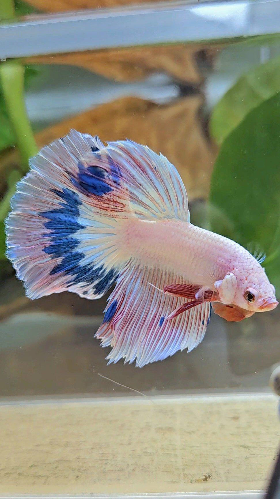 HALFMOON ROSETAIL PINK FLAMINGO MARBLE BETTA FISH