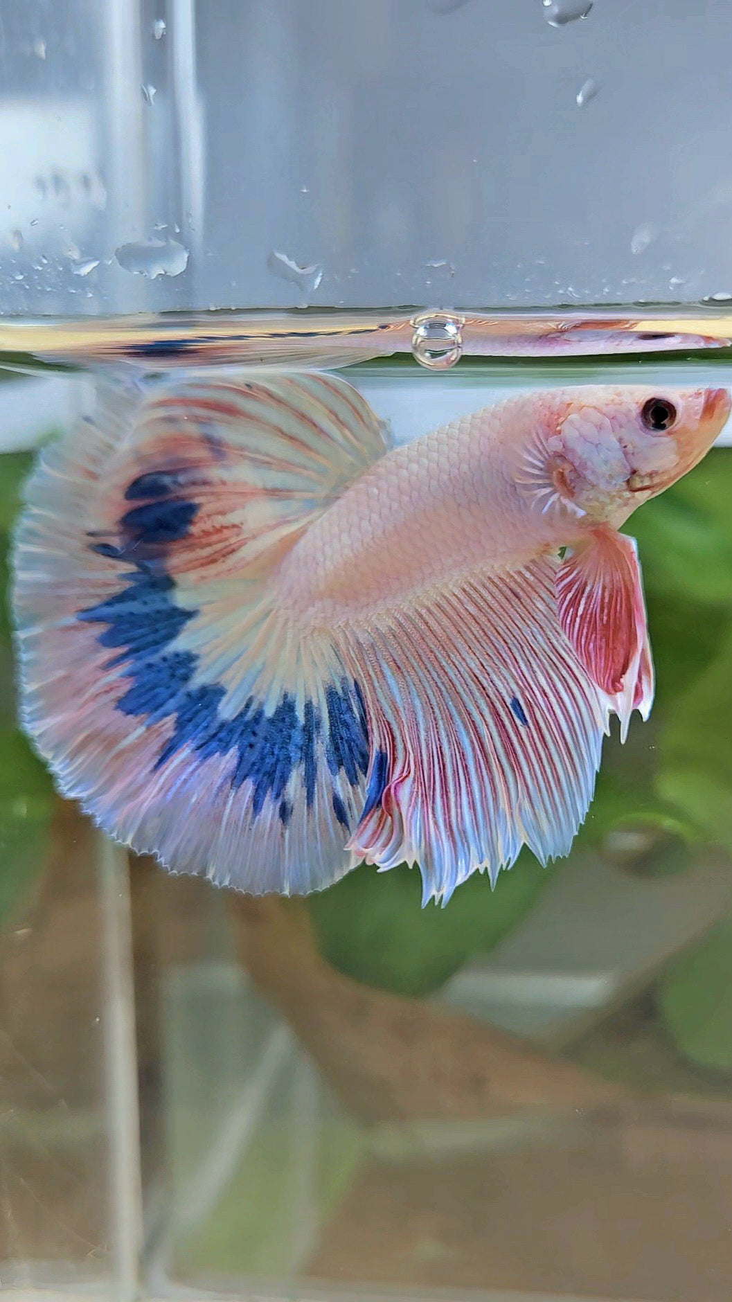 HALFMOON ROSETAIL PINK FLAMINGO MARBLE BETTA FISH