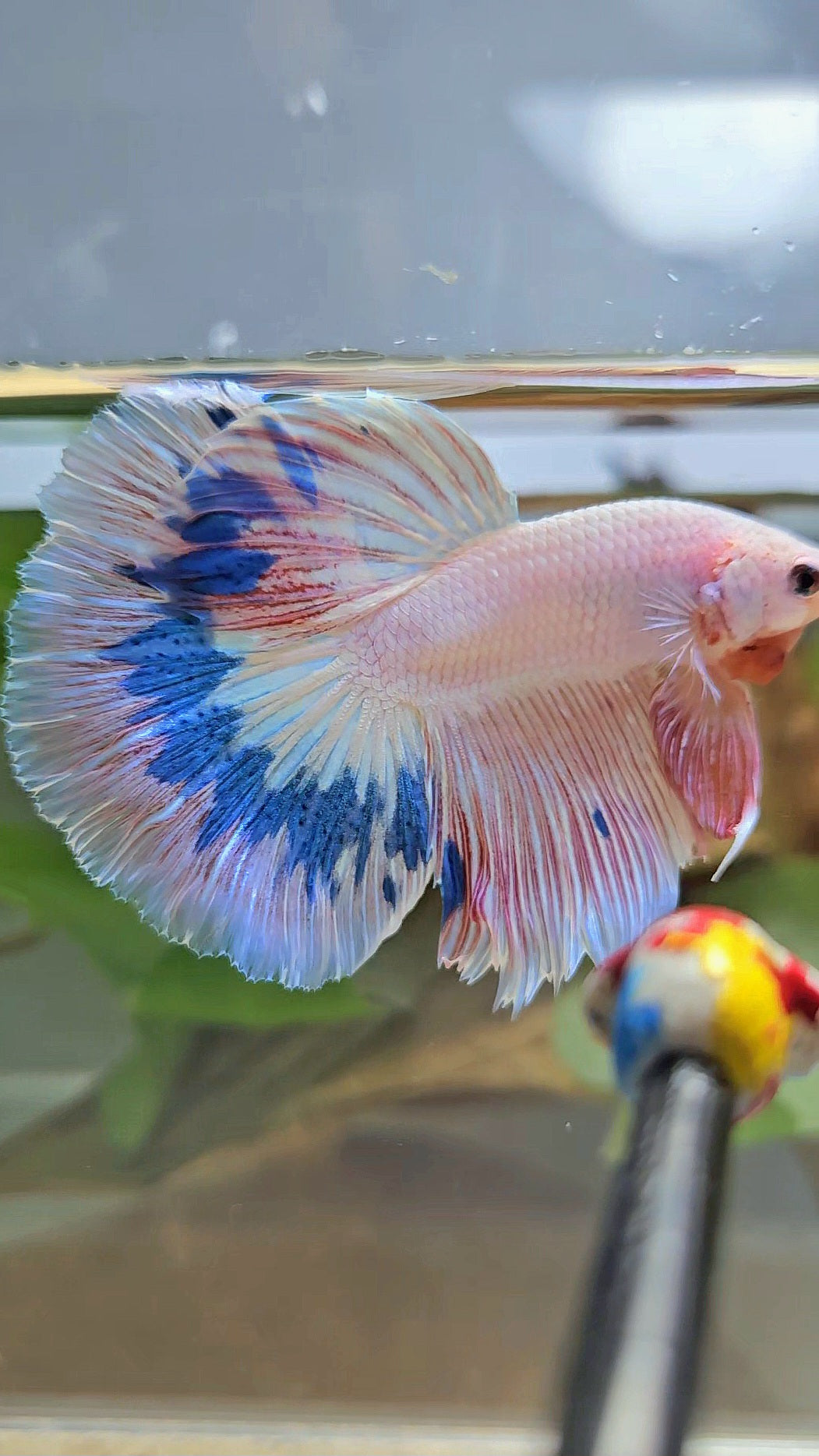 HALFMOON ROSETAIL PINK FLAMINGO MARBLE BETTA FISH