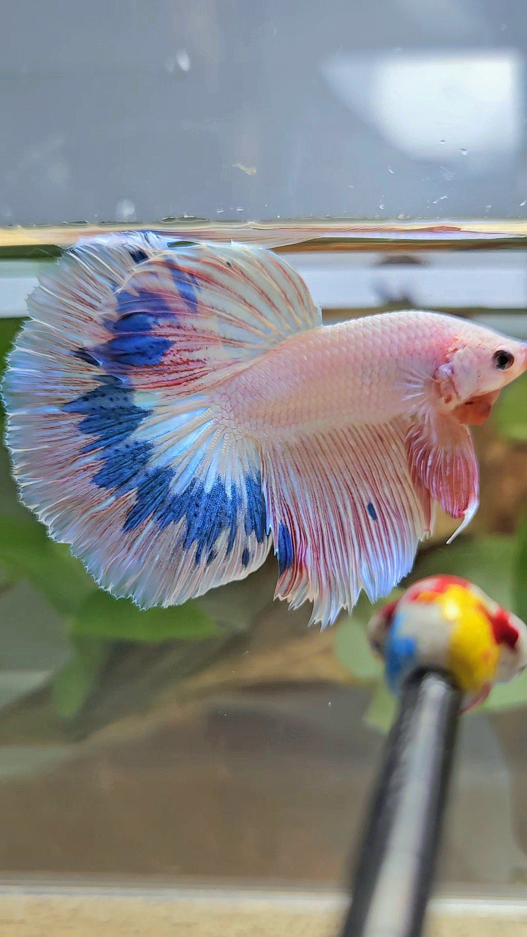 HALFMOON ROSETAIL PINK FLAMINGO MARBLE BETTA FISH