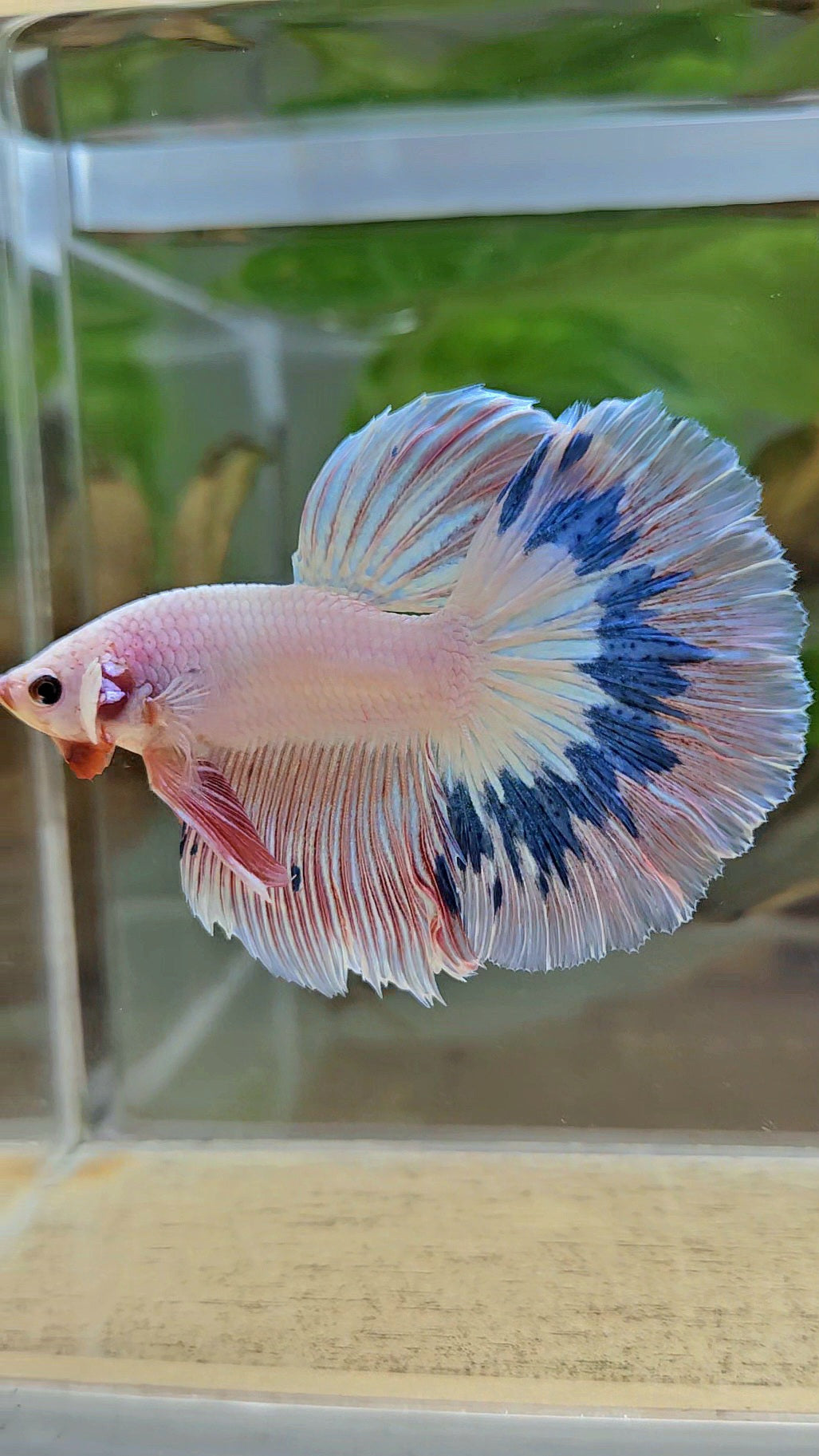 HALFMOON ROSETAIL PINK FLAMINGO MARBLE BETTA FISH