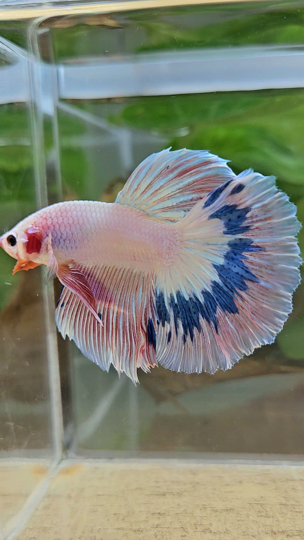 HALFMOON ROSETAIL PINK FLAMINGO MARBLE BETTA FISH