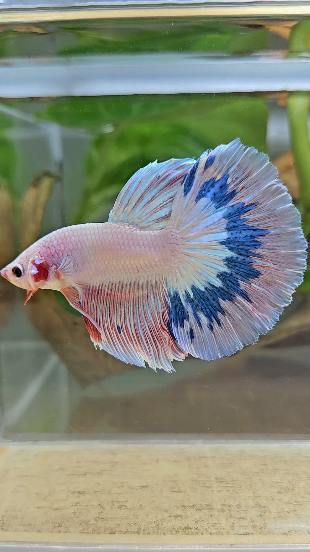 HALFMOON ROSETAIL PINK FLAMINGO MARBLE BETTA FISH