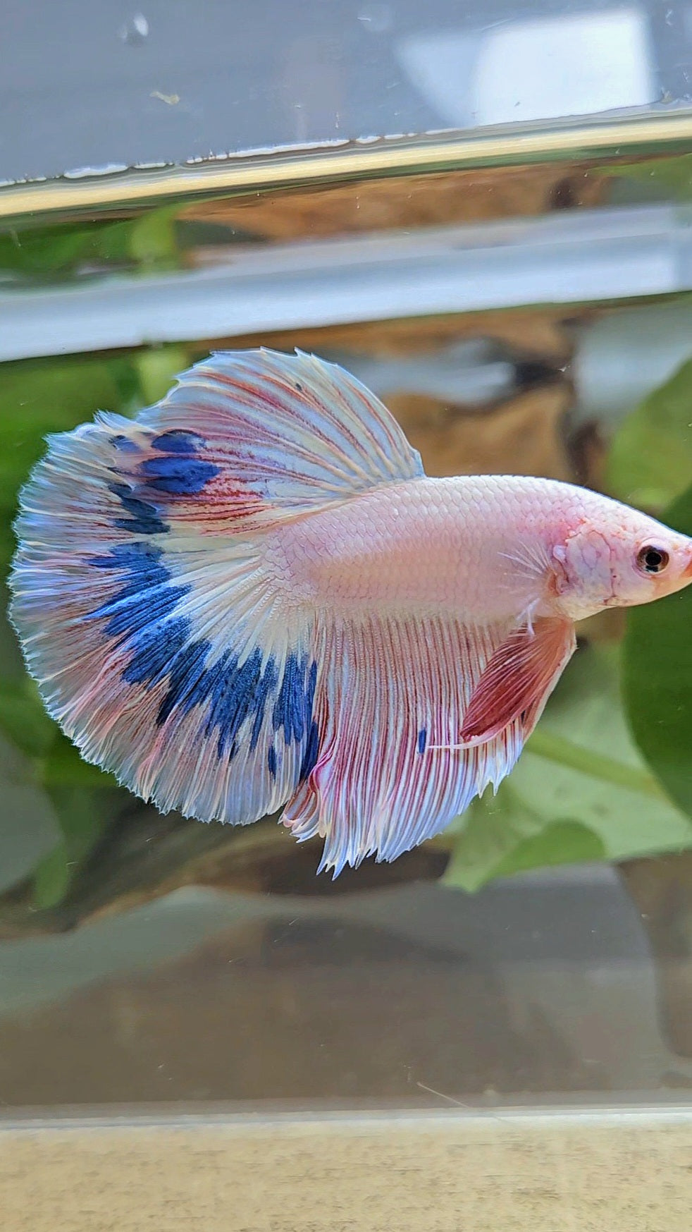 HALFMOON ROSETAIL PINK FLAMINGO MARBLE BETTA FISH