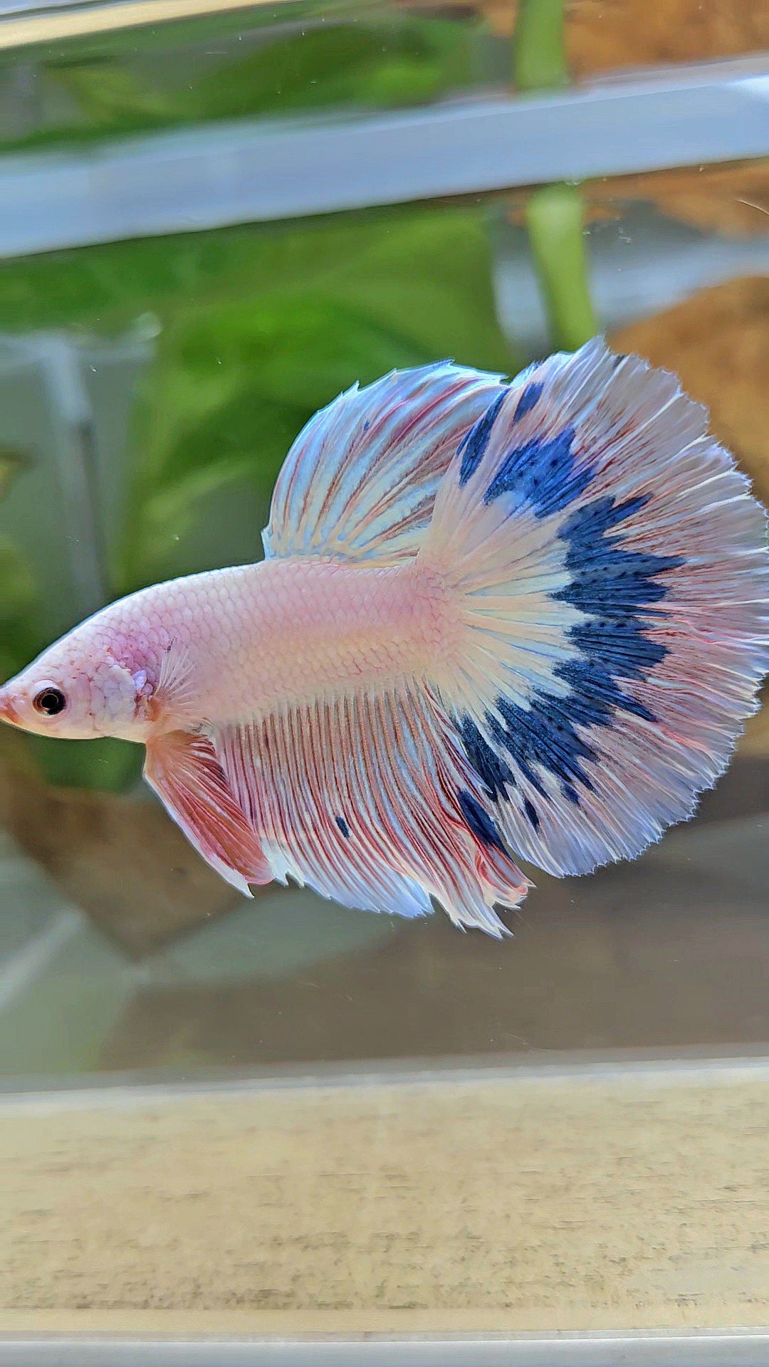 HALFMOON ROSETAIL PINK FLAMINGO MARBLE BETTA FISH