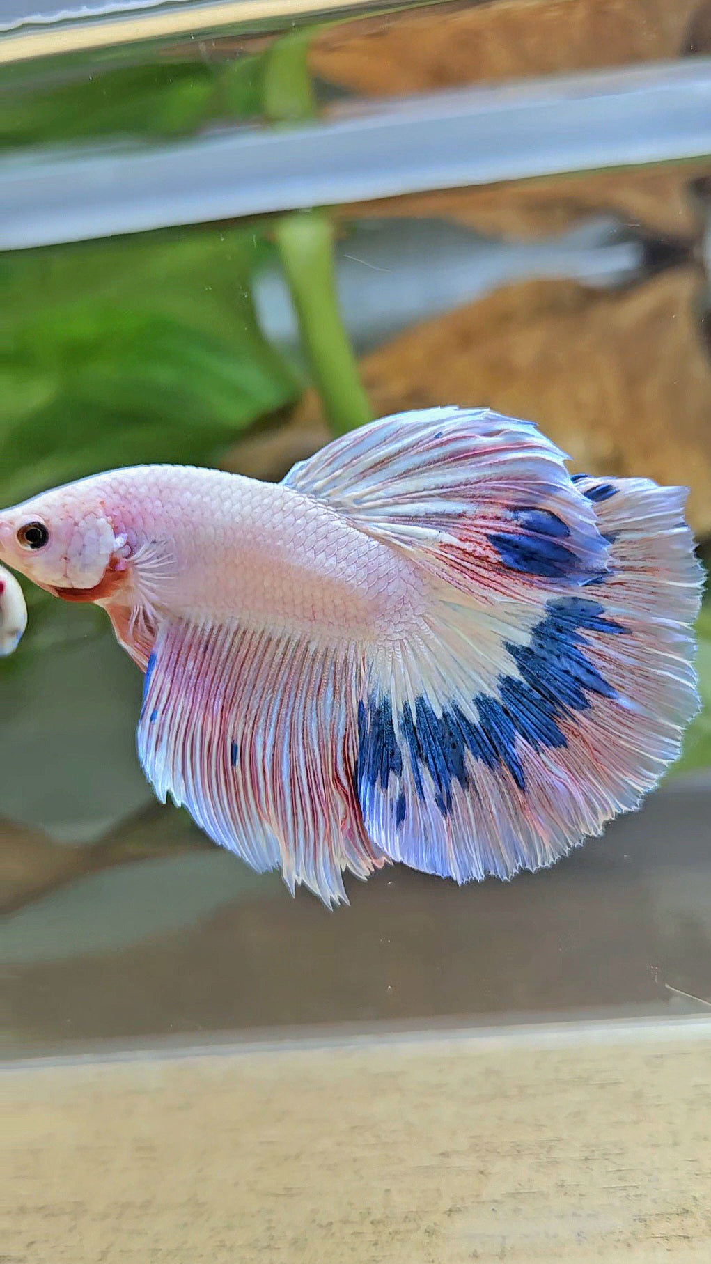 HALFMOON ROSETAIL PINK FLAMINGO MARBLE BETTA FISH