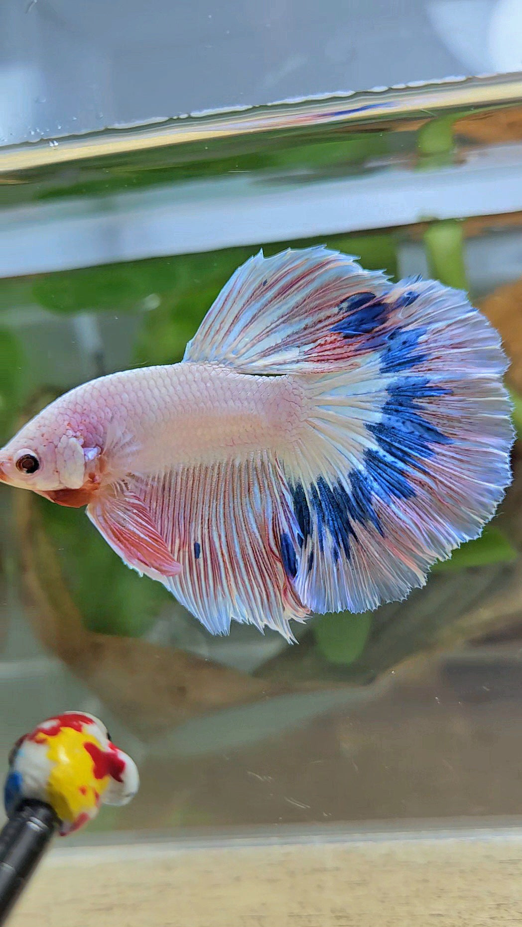 HALFMOON ROSETAIL PINK FLAMINGO MARBLE BETTA FISH