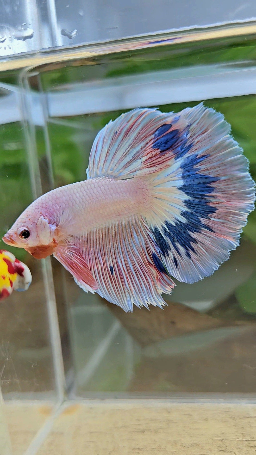 HALFMOON ROSETAIL PINK FLAMINGO MARBLE BETTA FISH