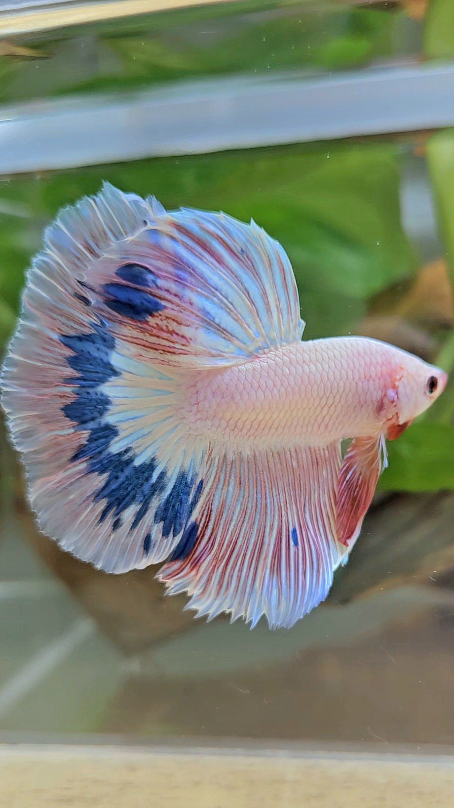 HALFMOON ROSETAIL PINK FLAMINGO MARBLE BETTA FISH
