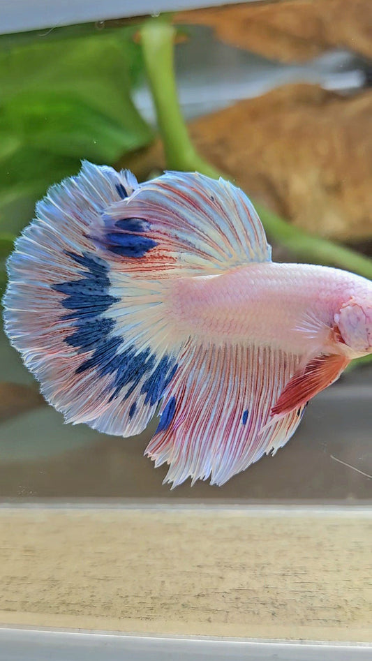 HALFMOON ROSETAIL PINK FLAMINGO MARBLE BETTA FISH