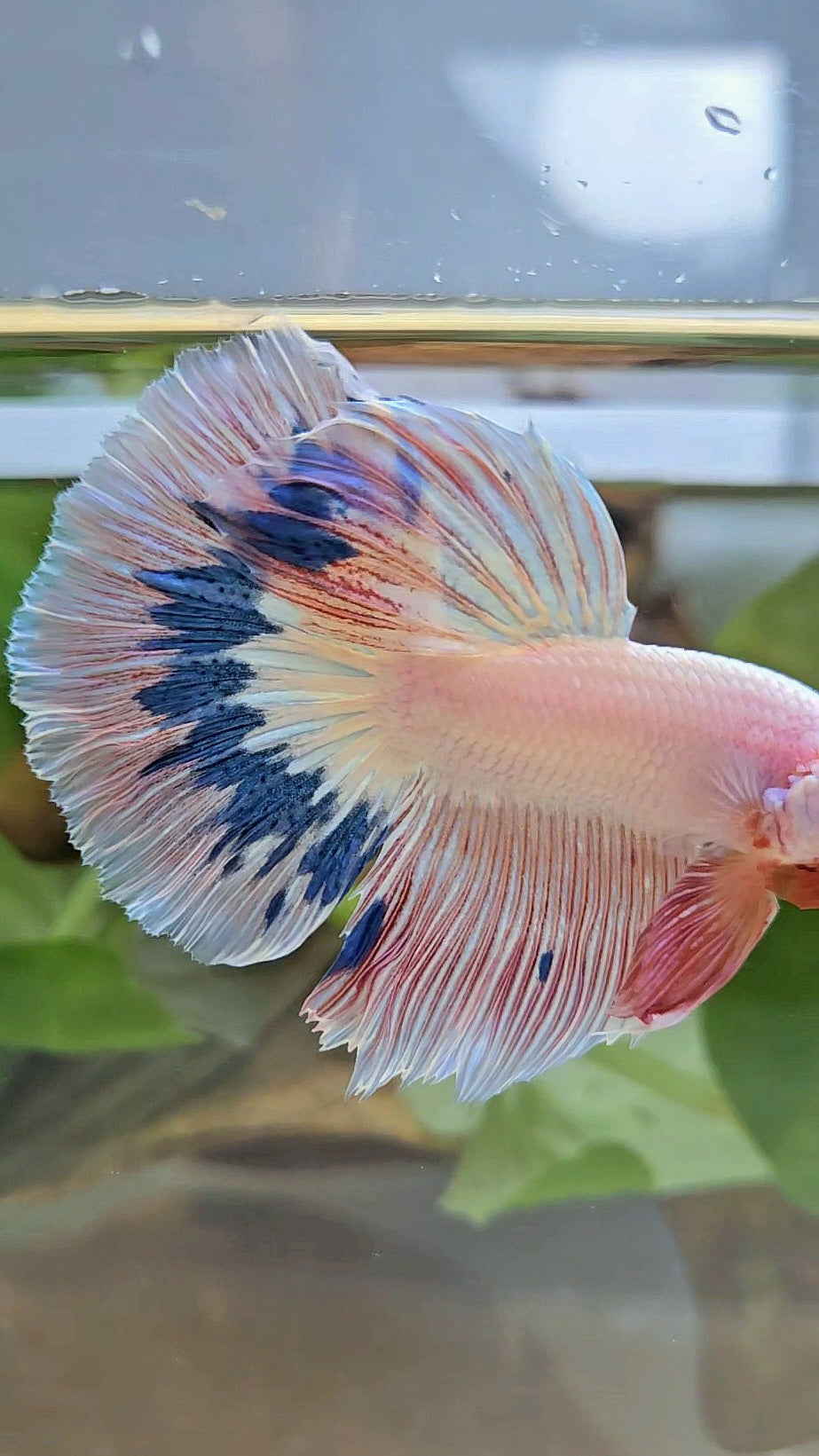 HALFMOON ROSETAIL PINK FLAMINGO MARBLE BETTA FISH