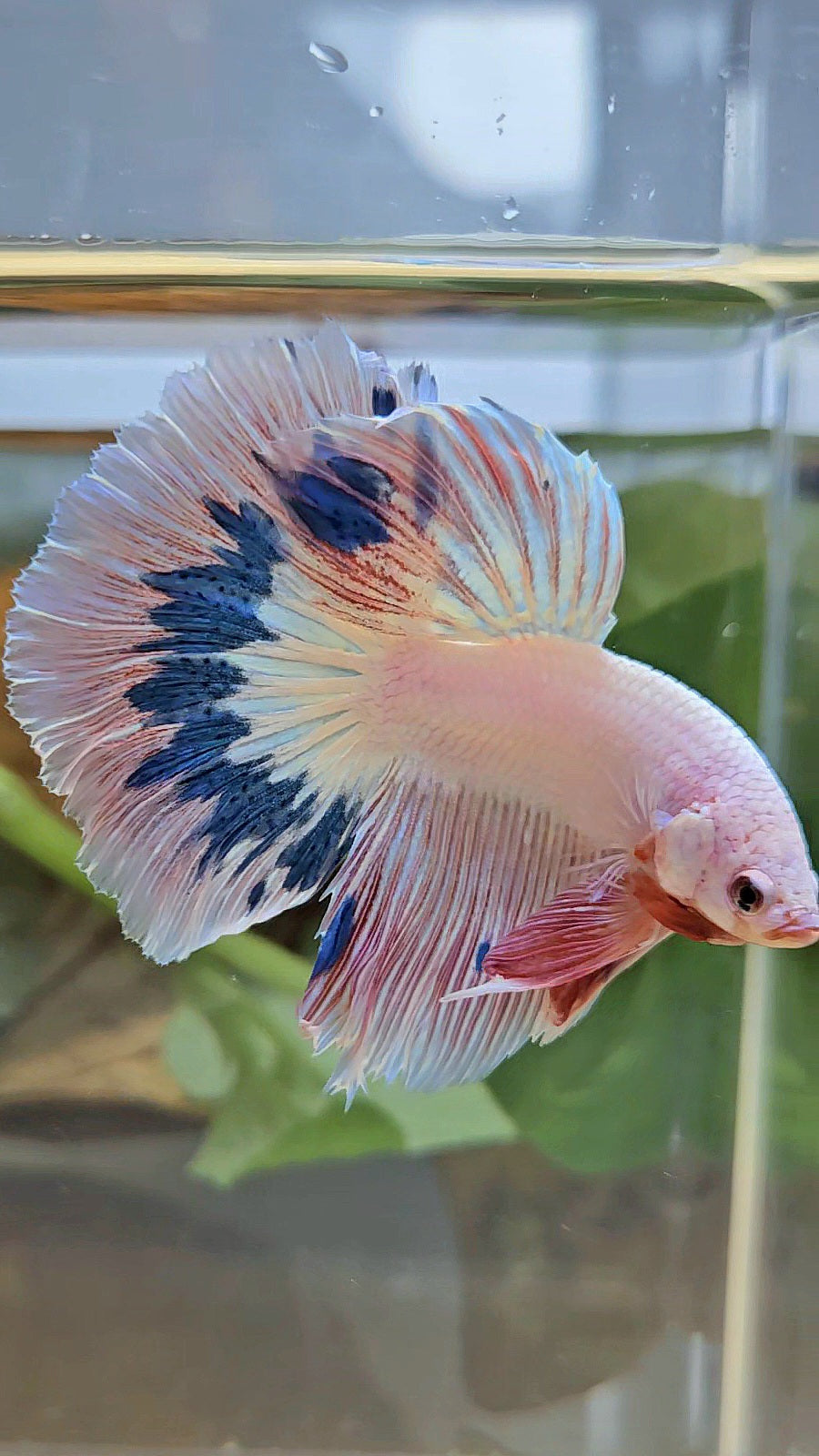 HALFMOON ROSETAIL PINK FLAMINGO MARBLE BETTA FISH