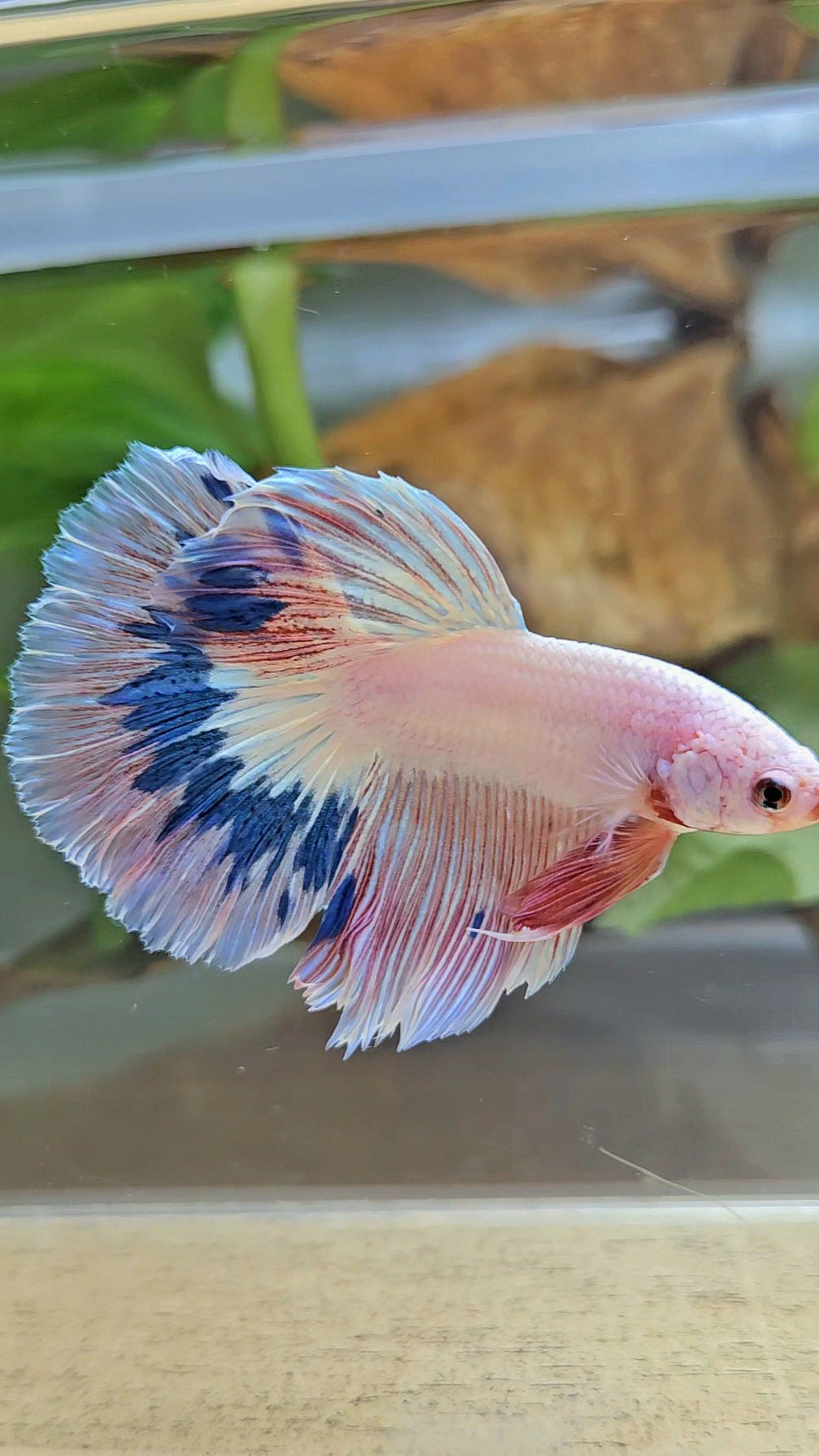 HALFMOON ROSETAIL PINK FLAMINGO MARBLE BETTA FISH