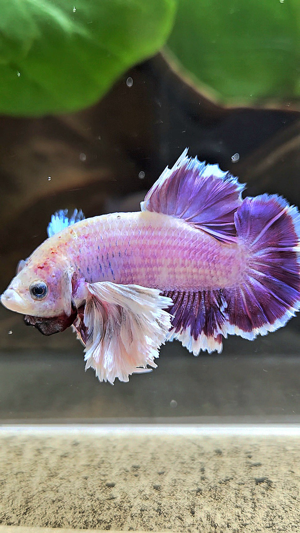 PLAKAT SUPER ROSE EAR PURPLE UNICORN BETTA FISH