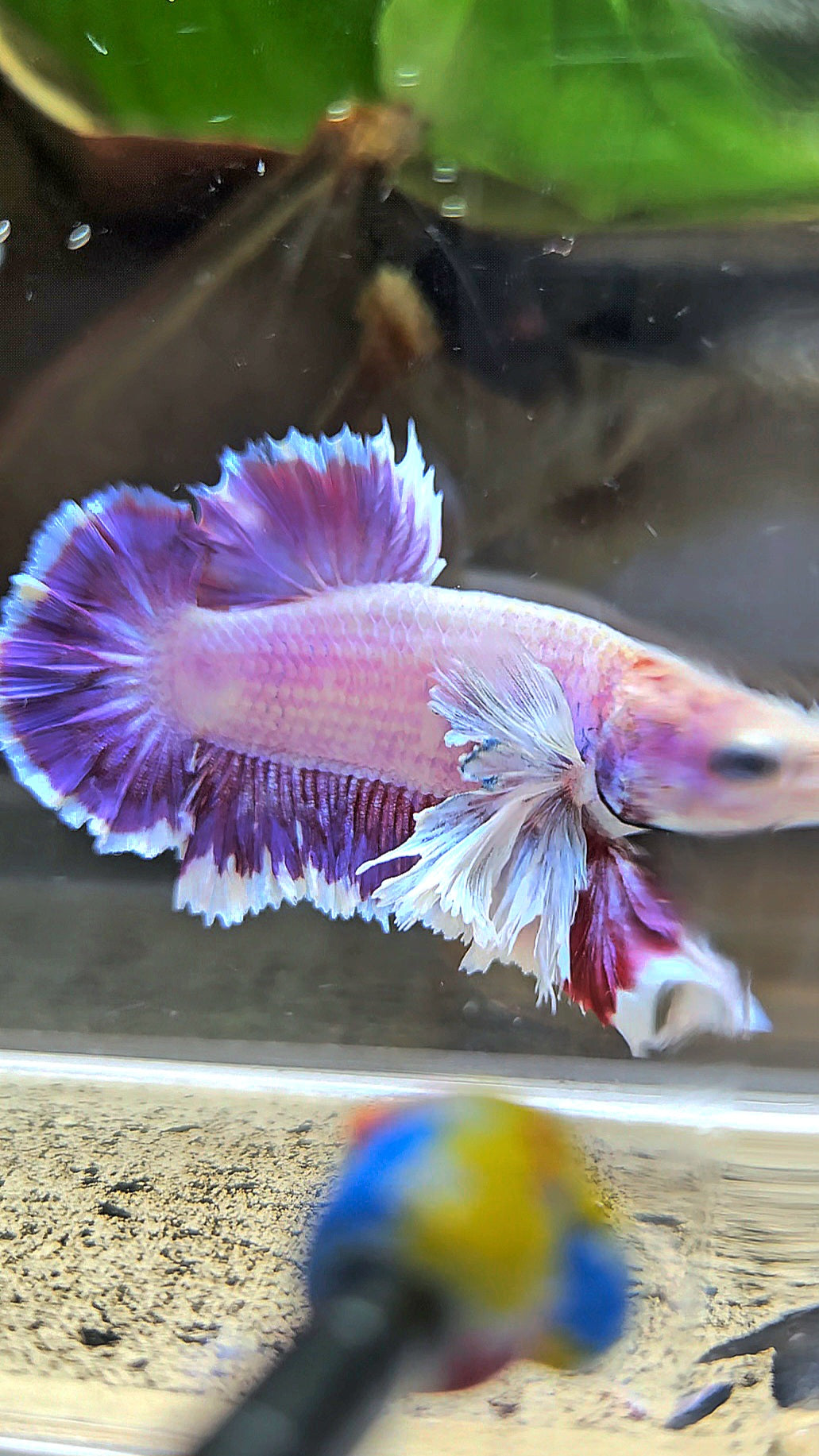 PLAKAT SUPER ROSE EAR PURPLE UNICORN BETTA FISH