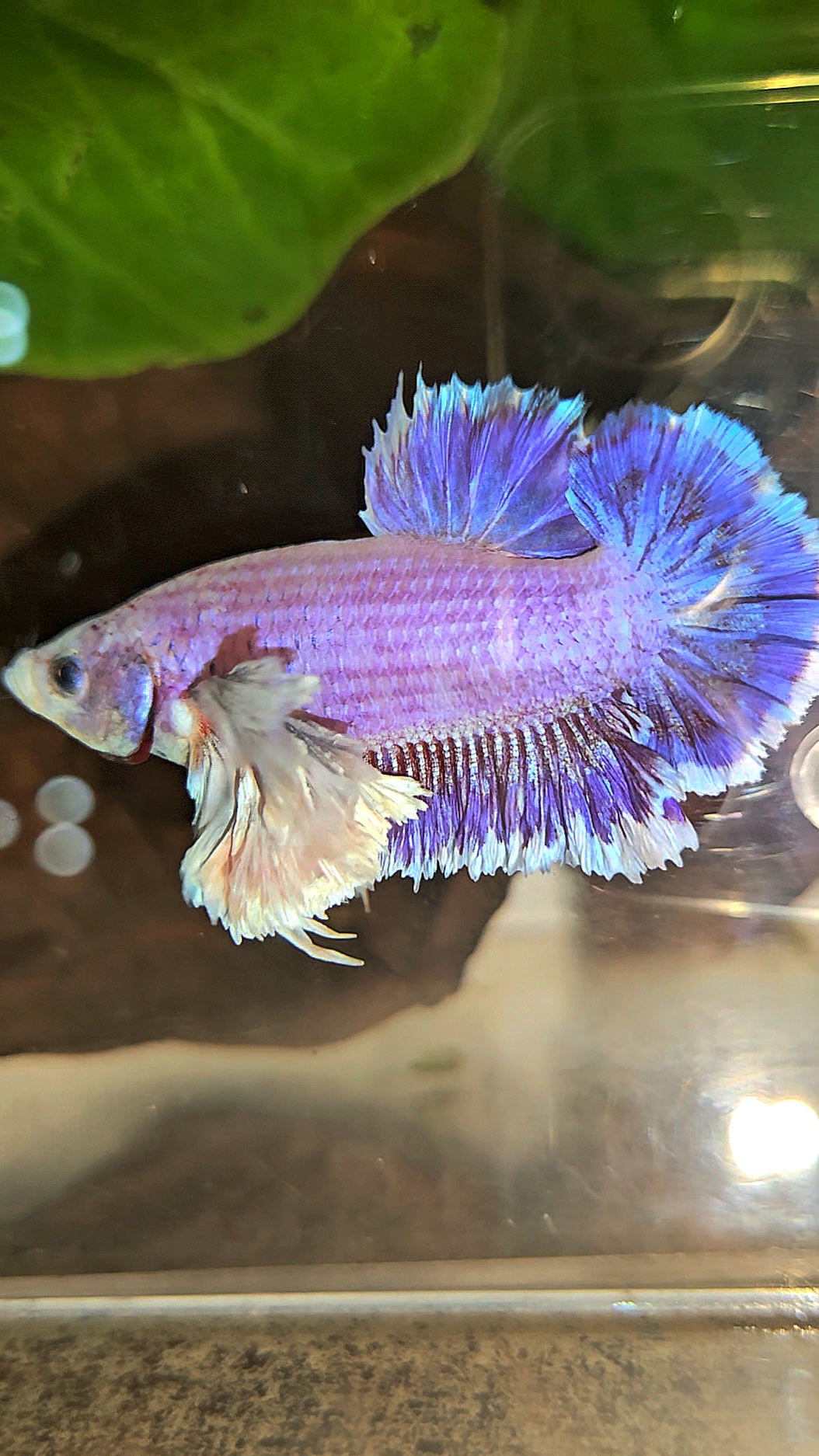 PLAKAT SUPER ROSE EAR PURPLE UNICORN BETTA FISH