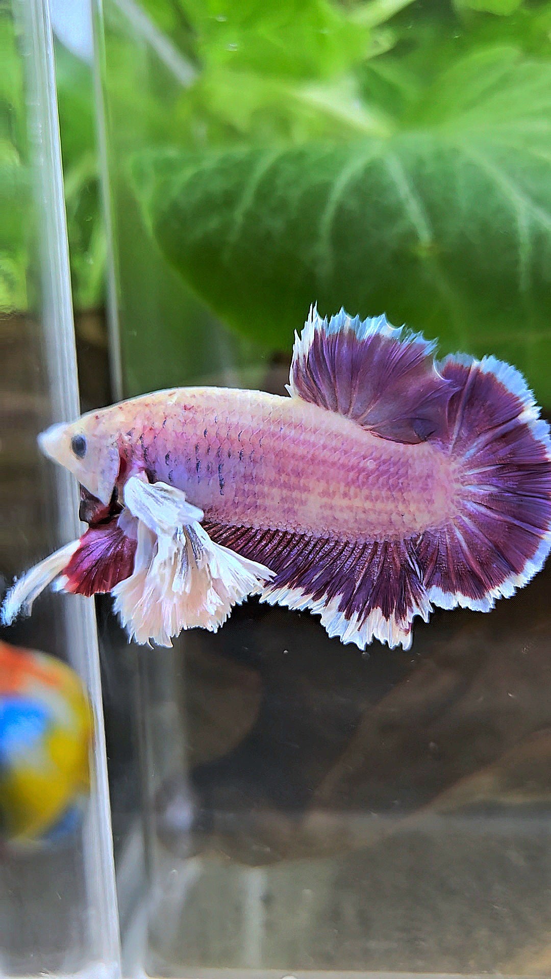 PLAKAT SUPER ROSE EAR PURPLE UNICORN BETTA FISH
