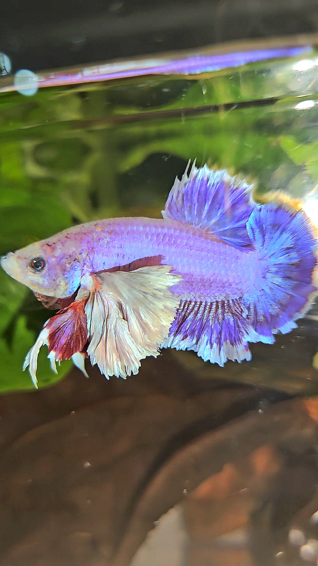 PLAKAT SUPER ROSE EAR PURPLE UNICORN BETTA FISH
