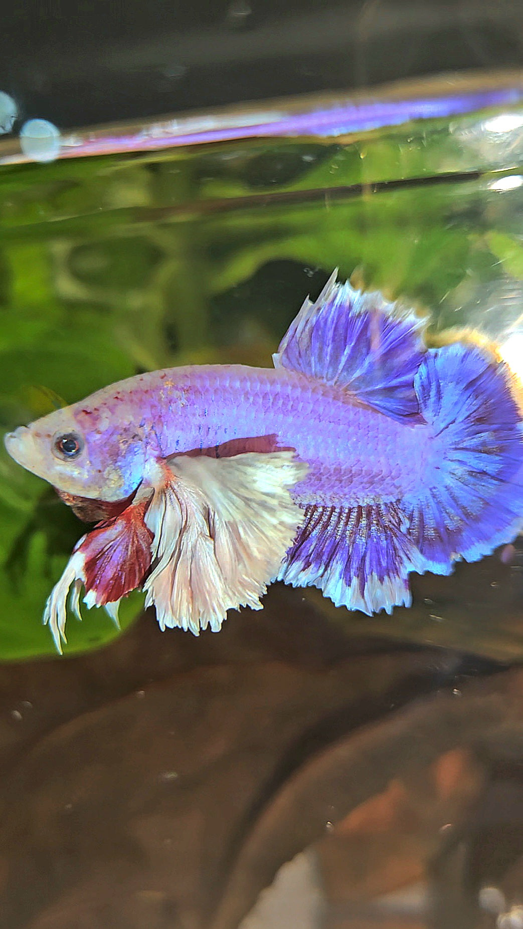 PLAKAT SUPER ROSE EAR PURPLE UNICORN BETTA FISH