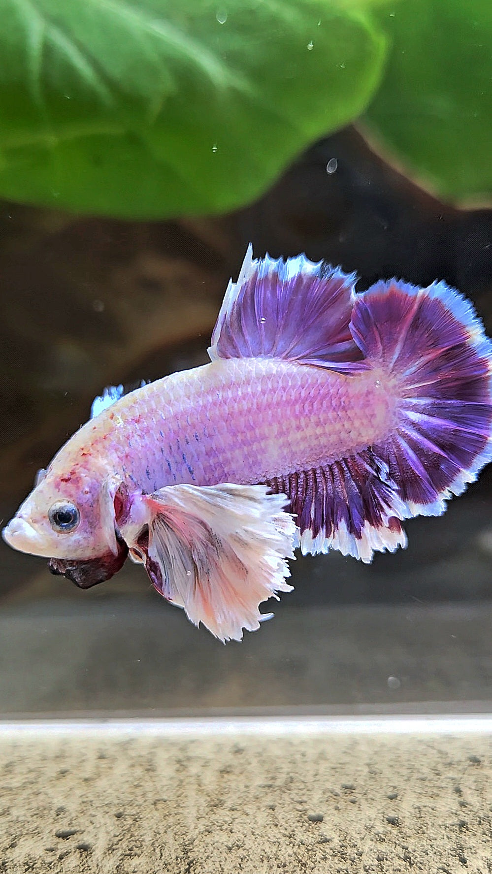 PLAKAT SUPER ROSE EAR PURPLE UNICORN BETTA FISH