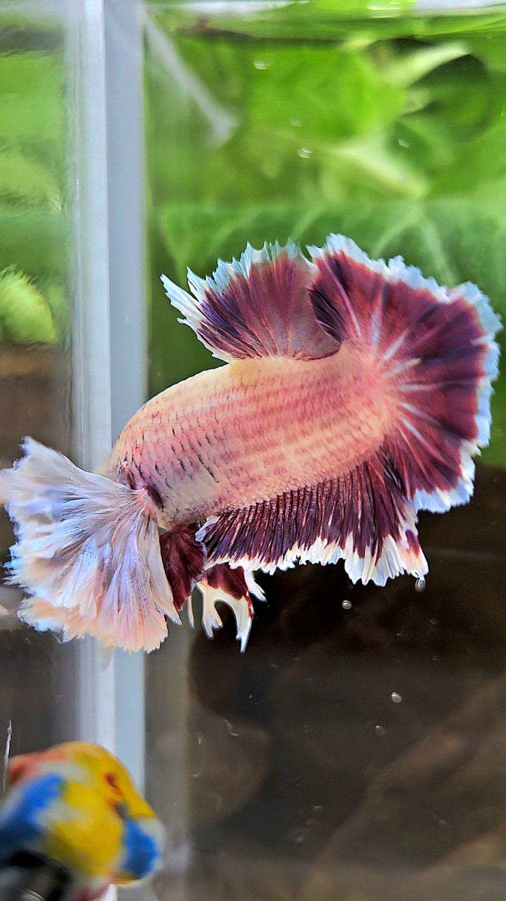 PLAKAT SUPER ROSE EAR PURPLE UNICORN BETTA FISH